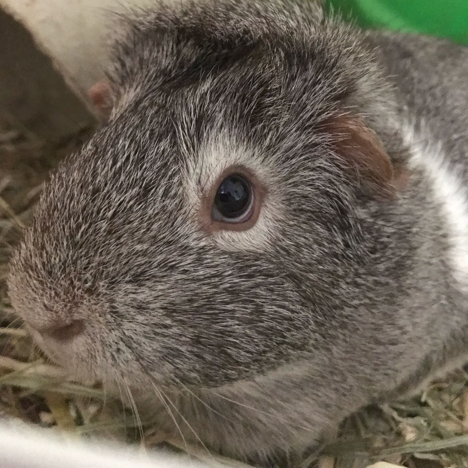 Arya