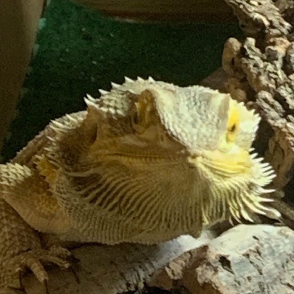 Drogon