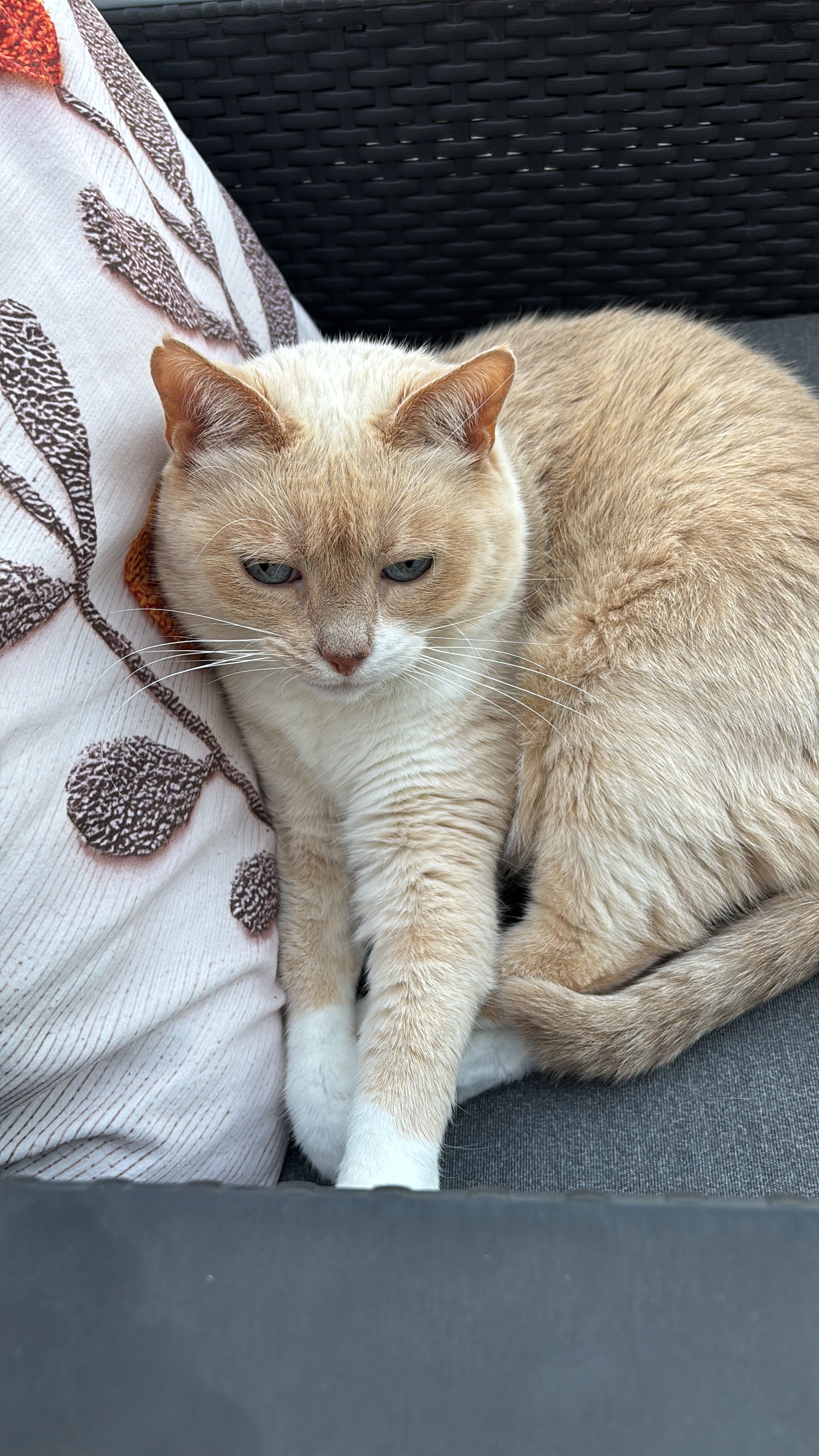 image-11