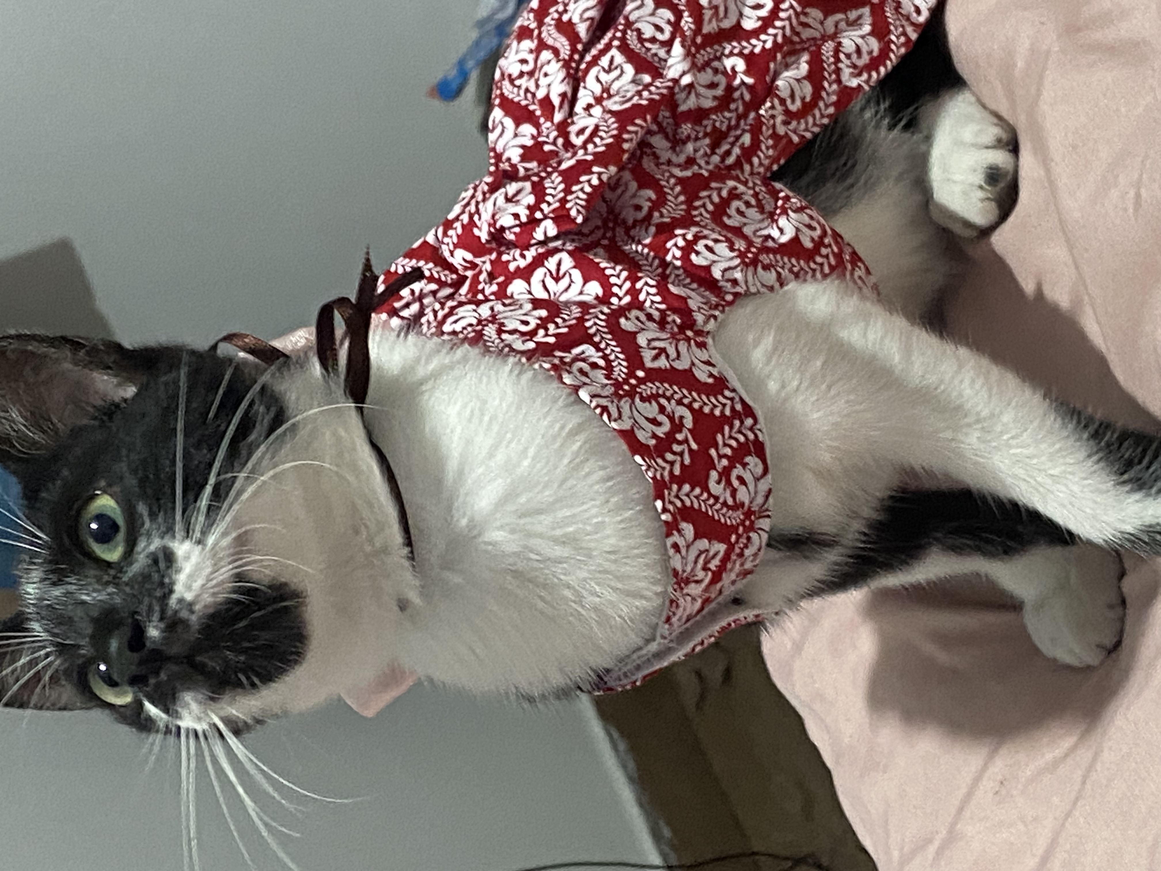 image-7