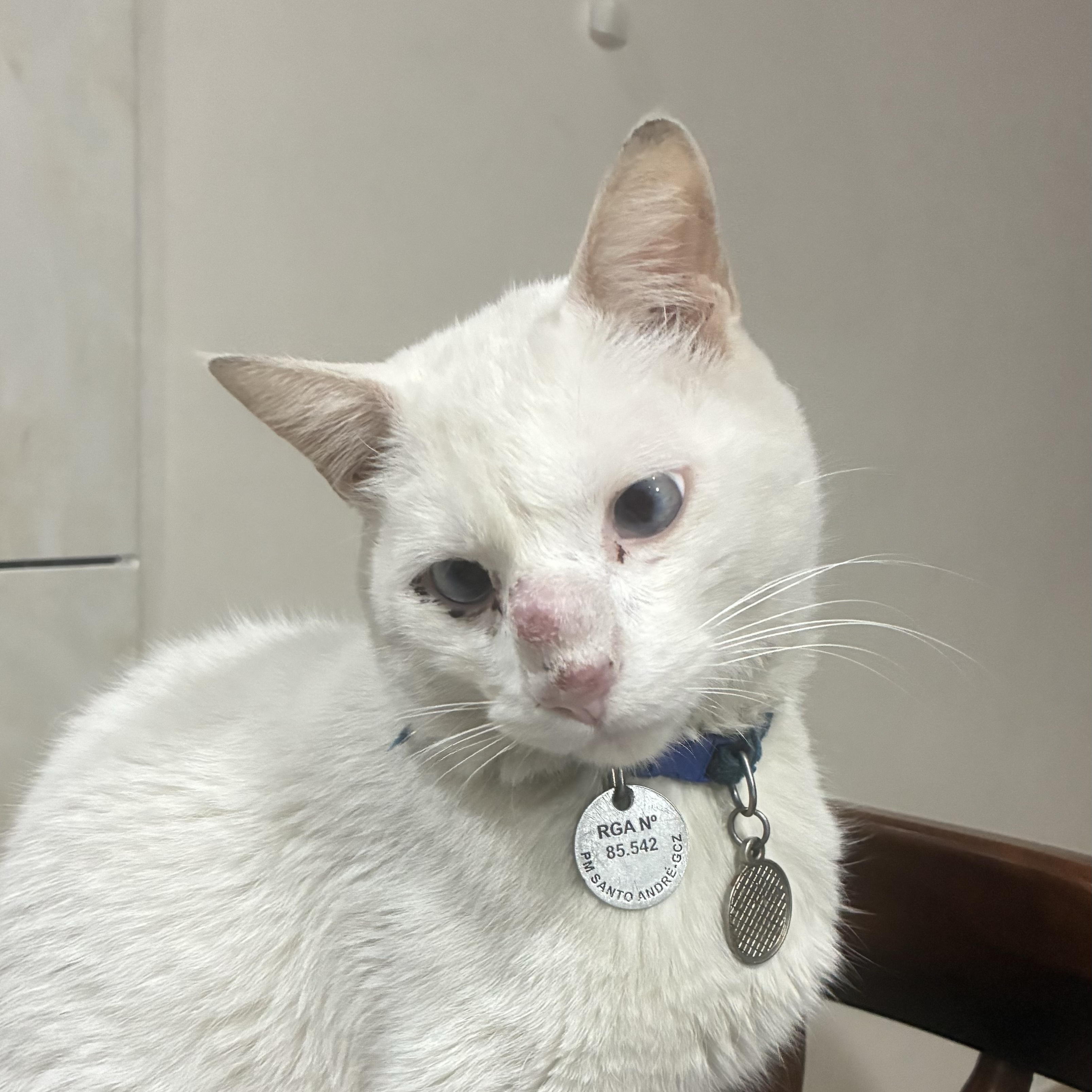Chico