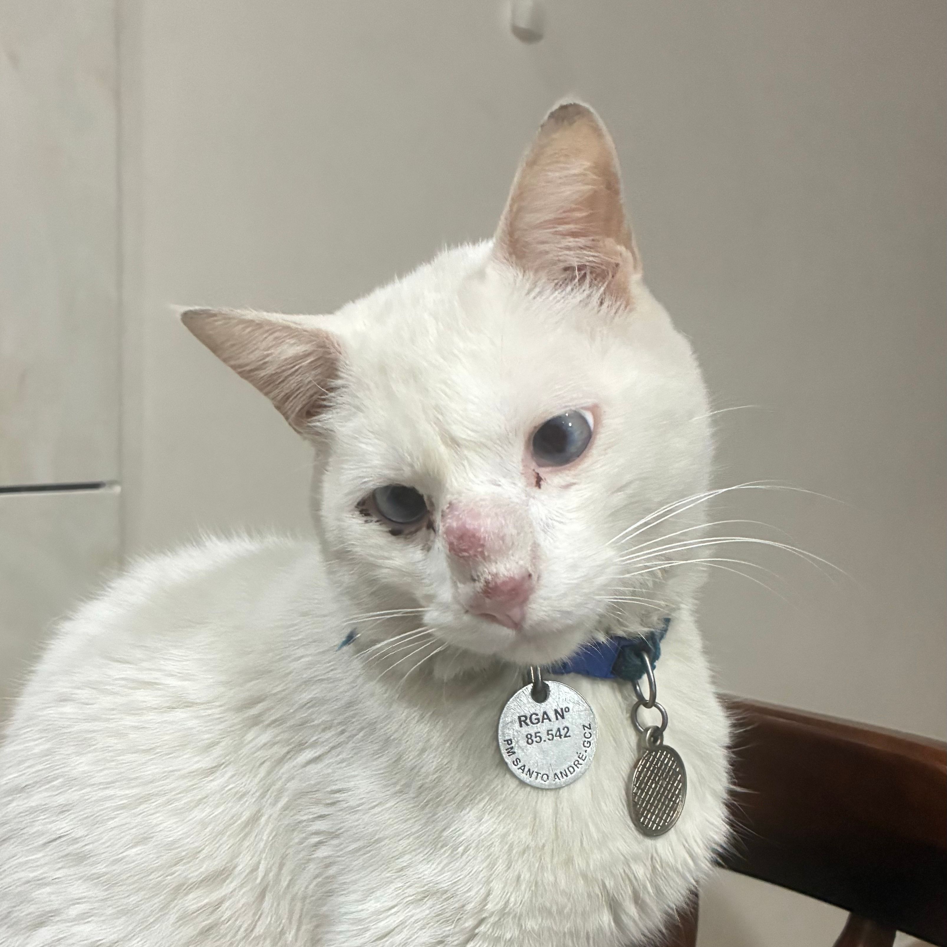 Chico