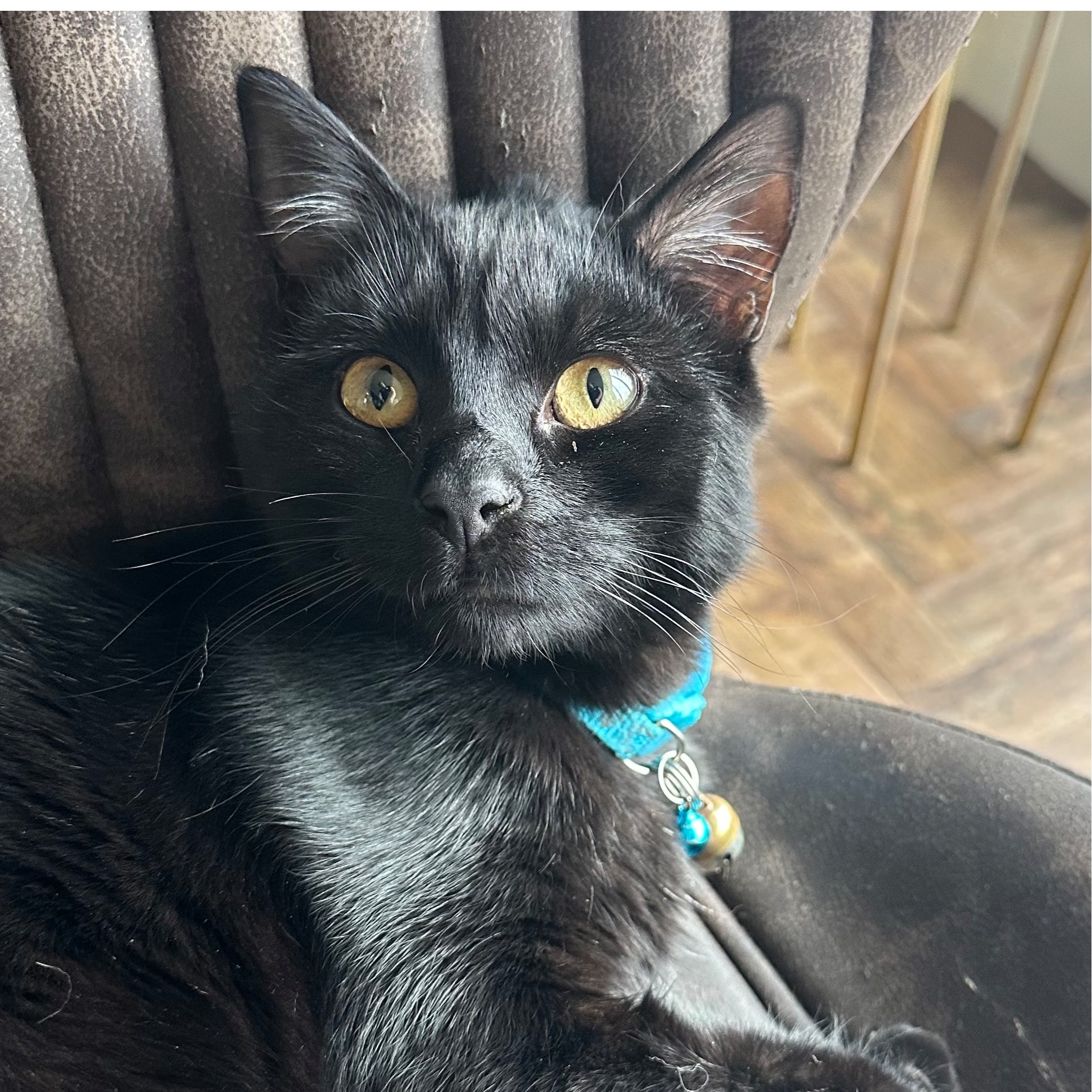 Obby (Obsidian) 
