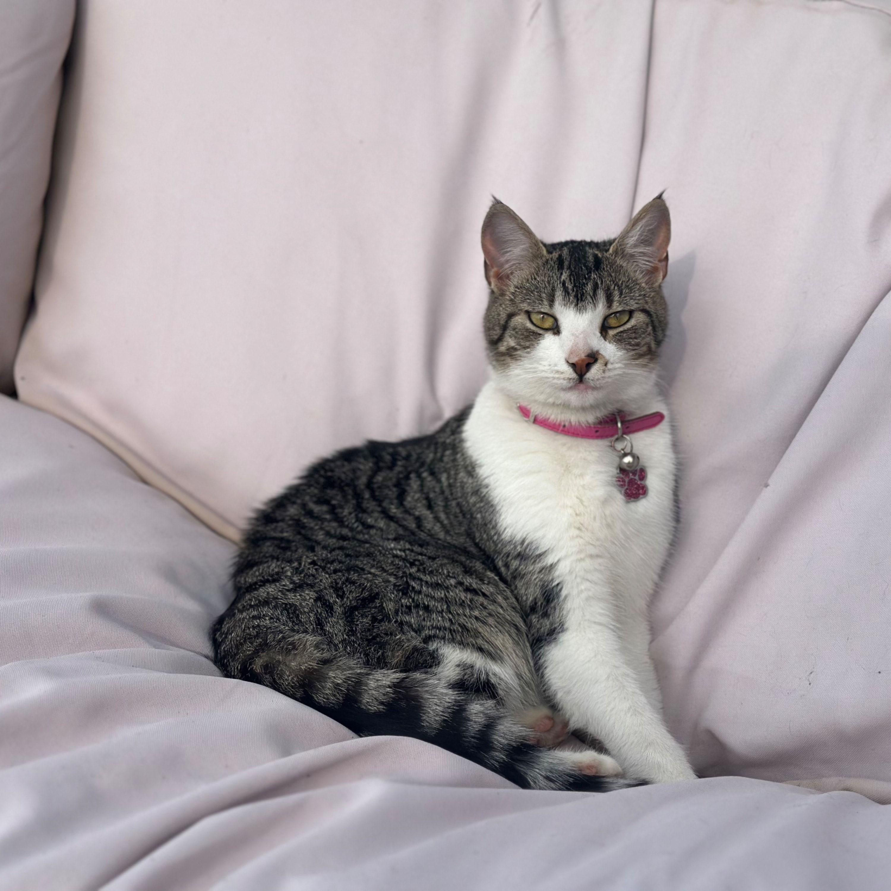 Bonbon