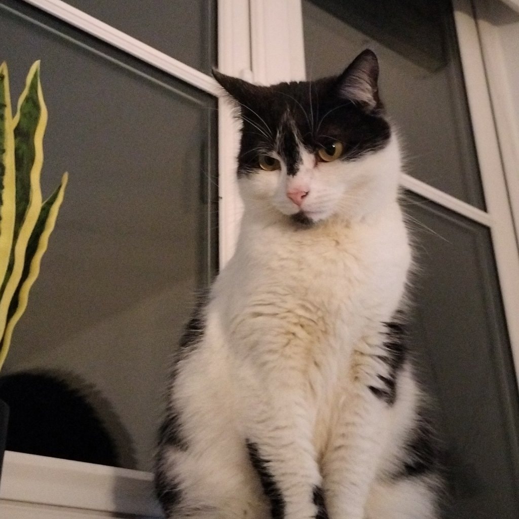 Athena 