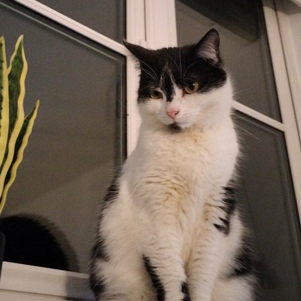 Athena