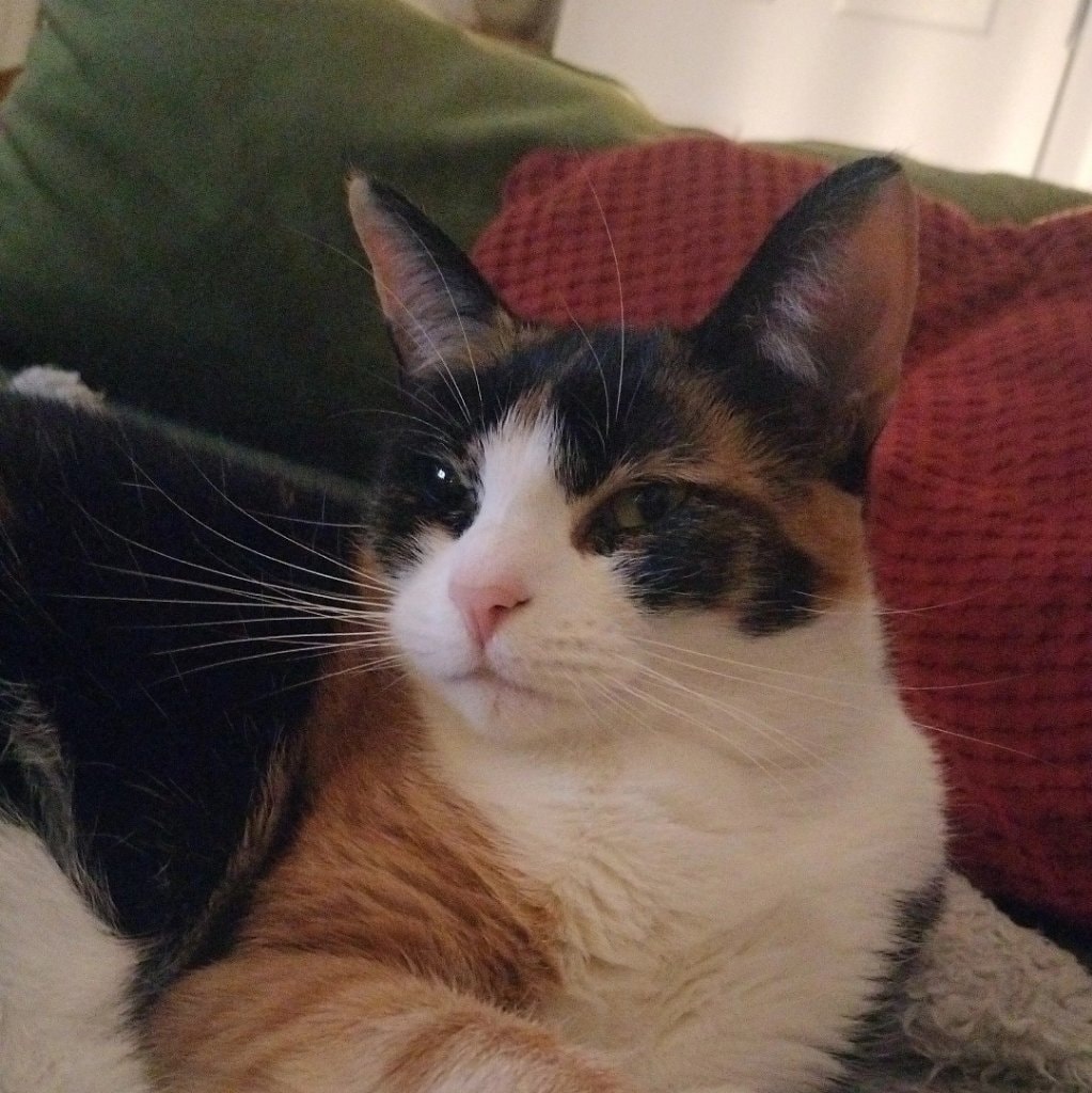 Cleo