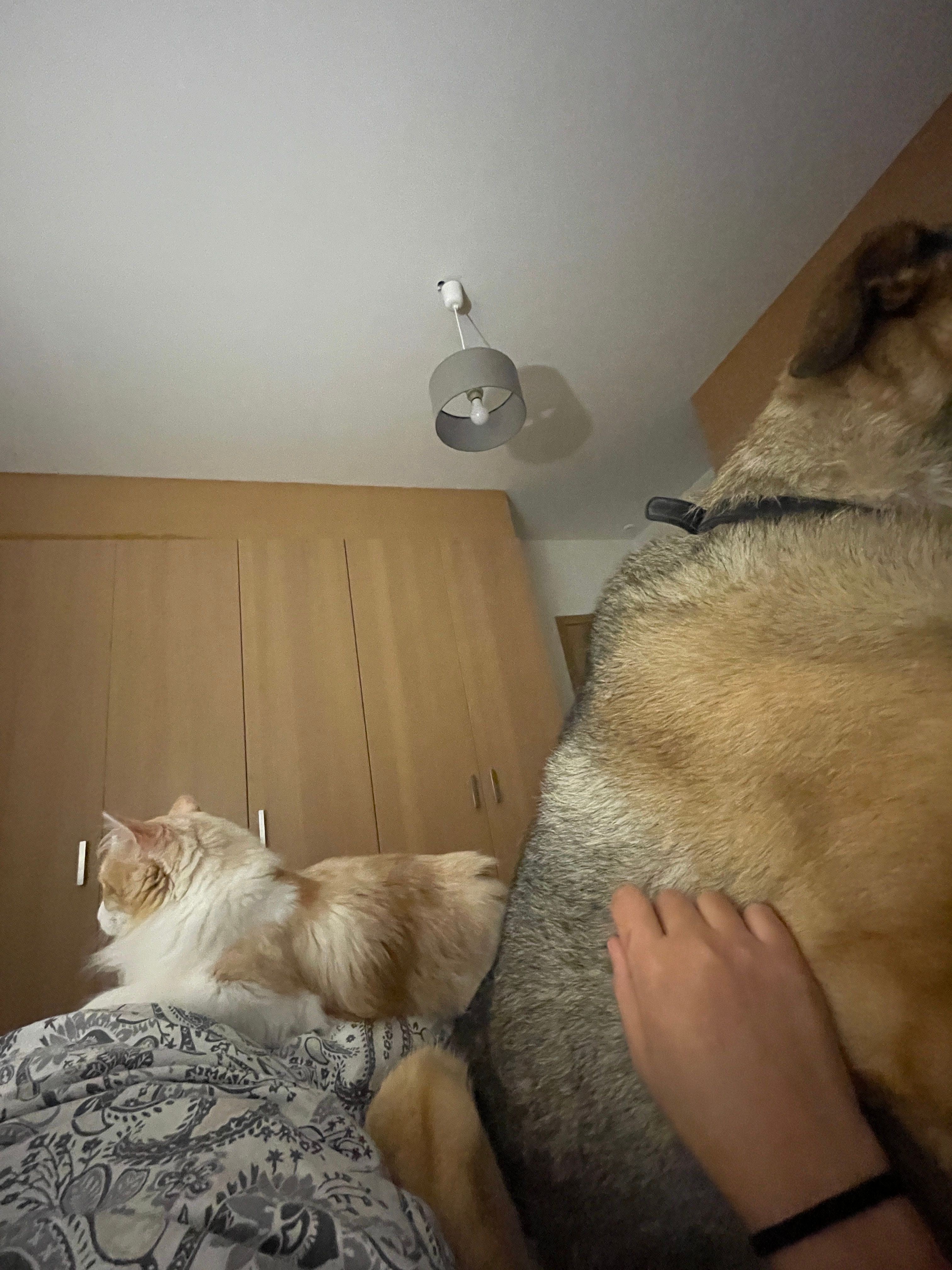 image-12