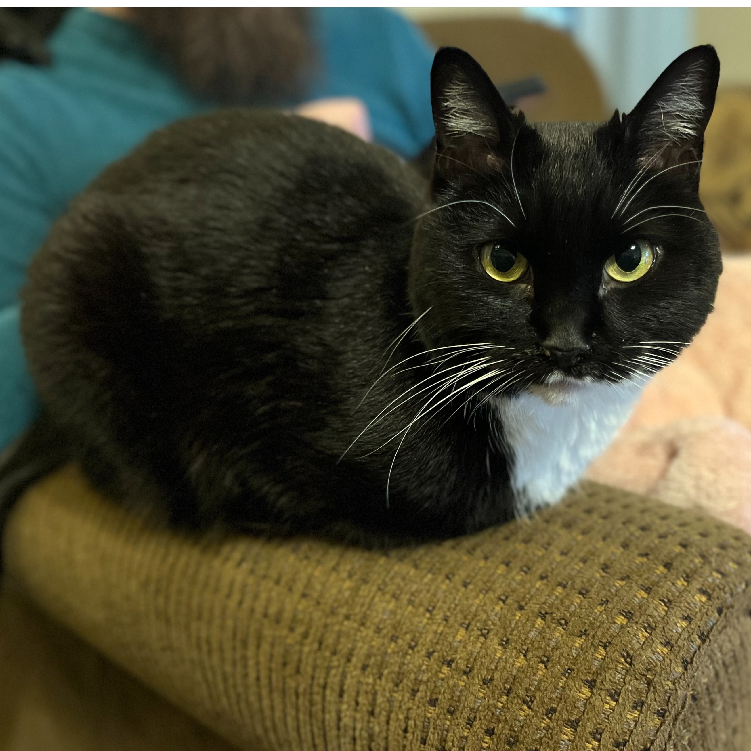 Pippa