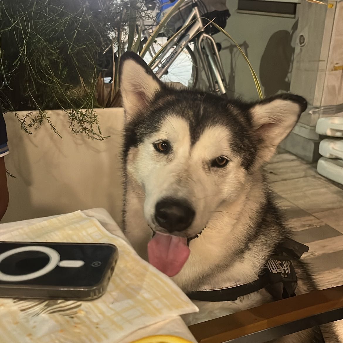 akira