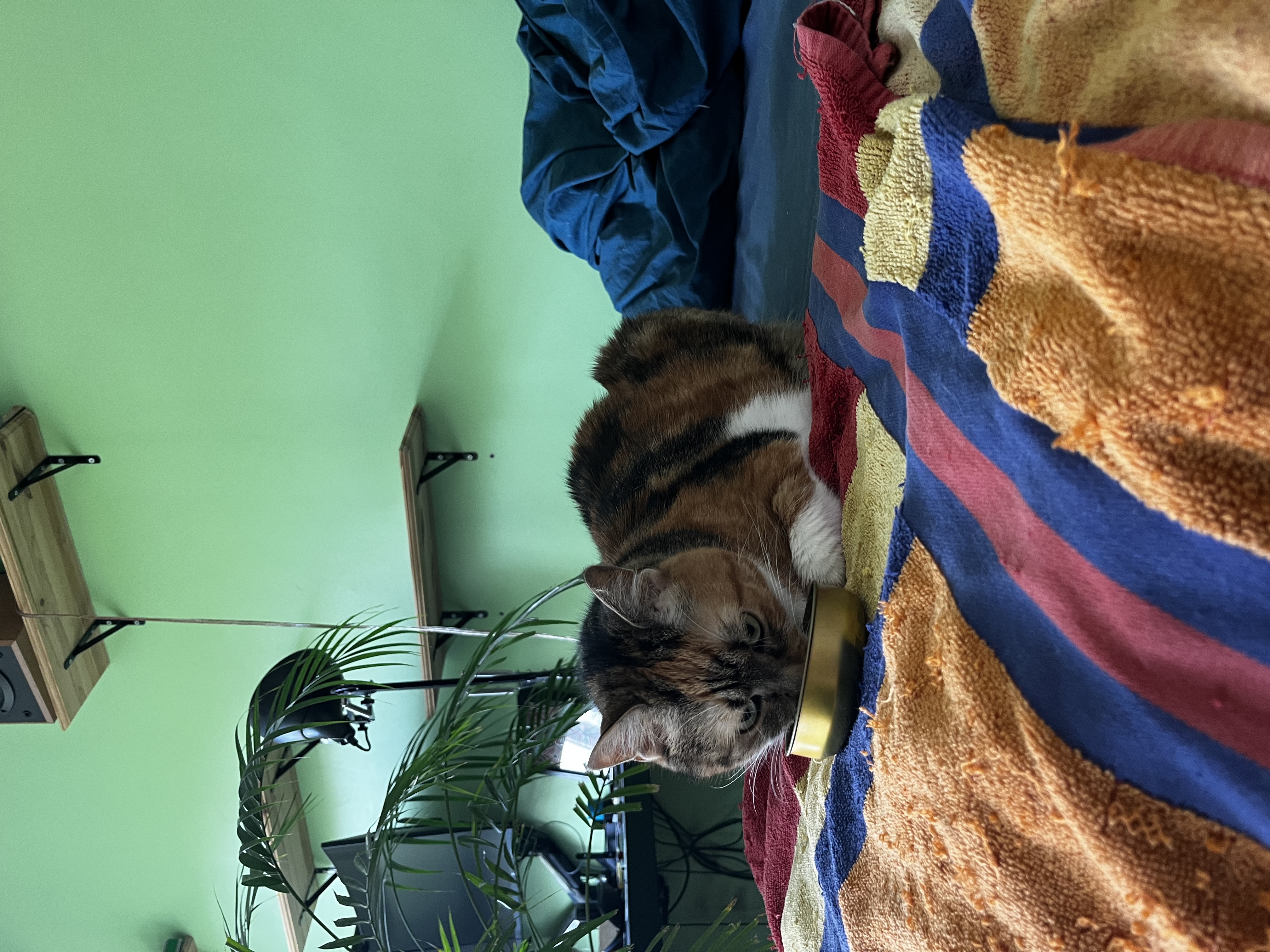 image-6