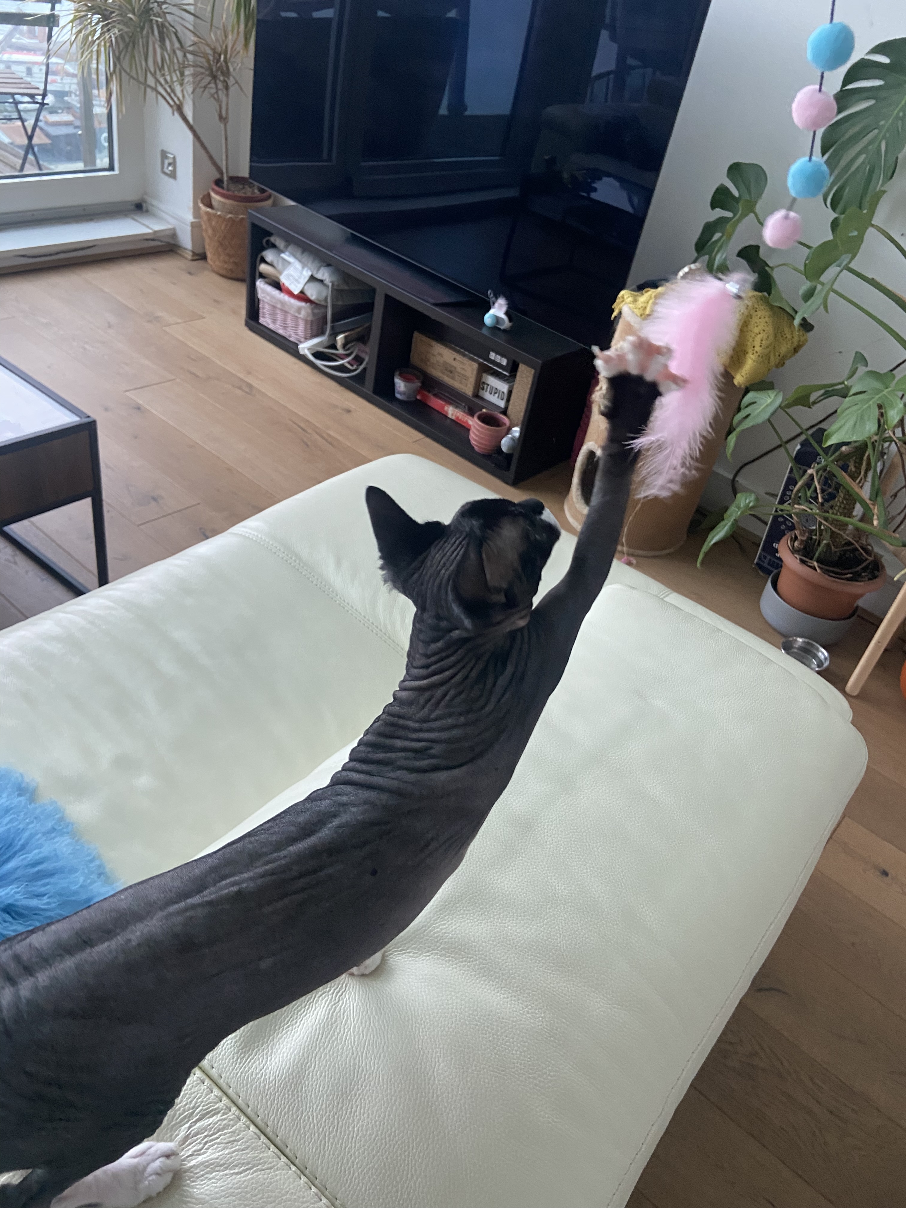 image-7