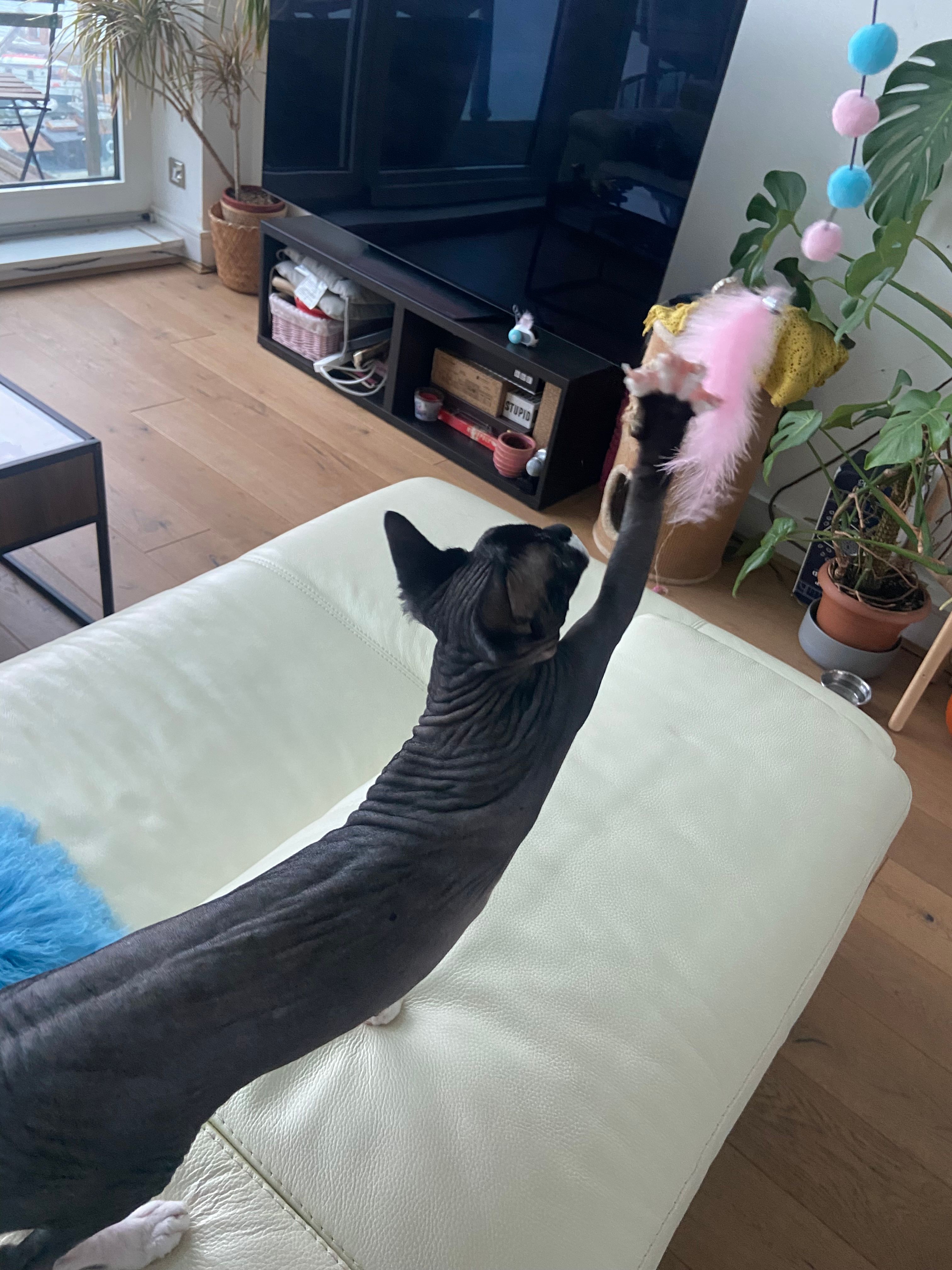 image-7