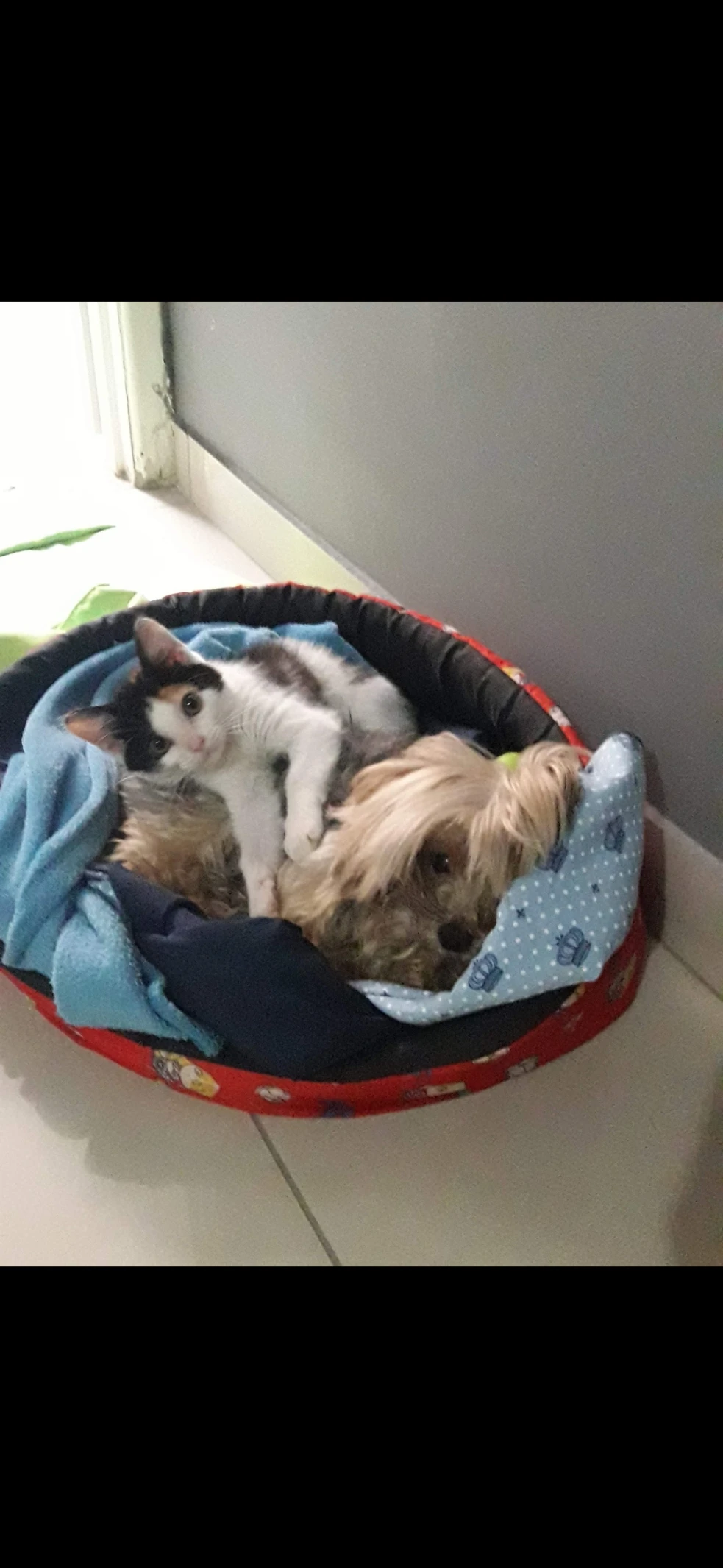 image-7