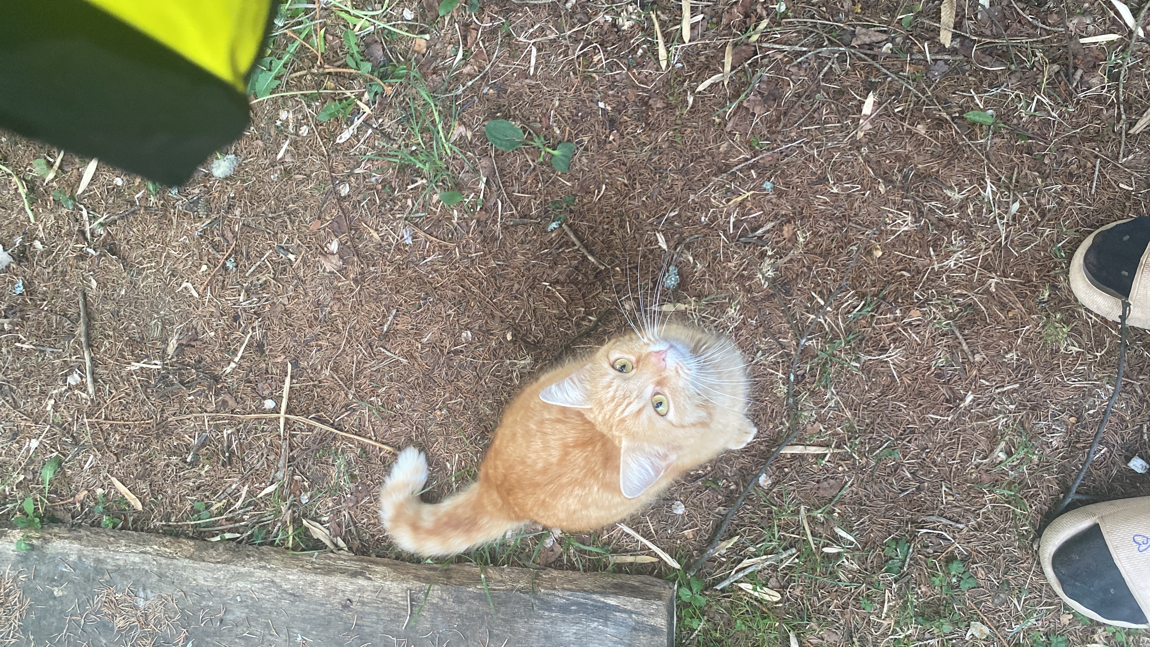 image-7