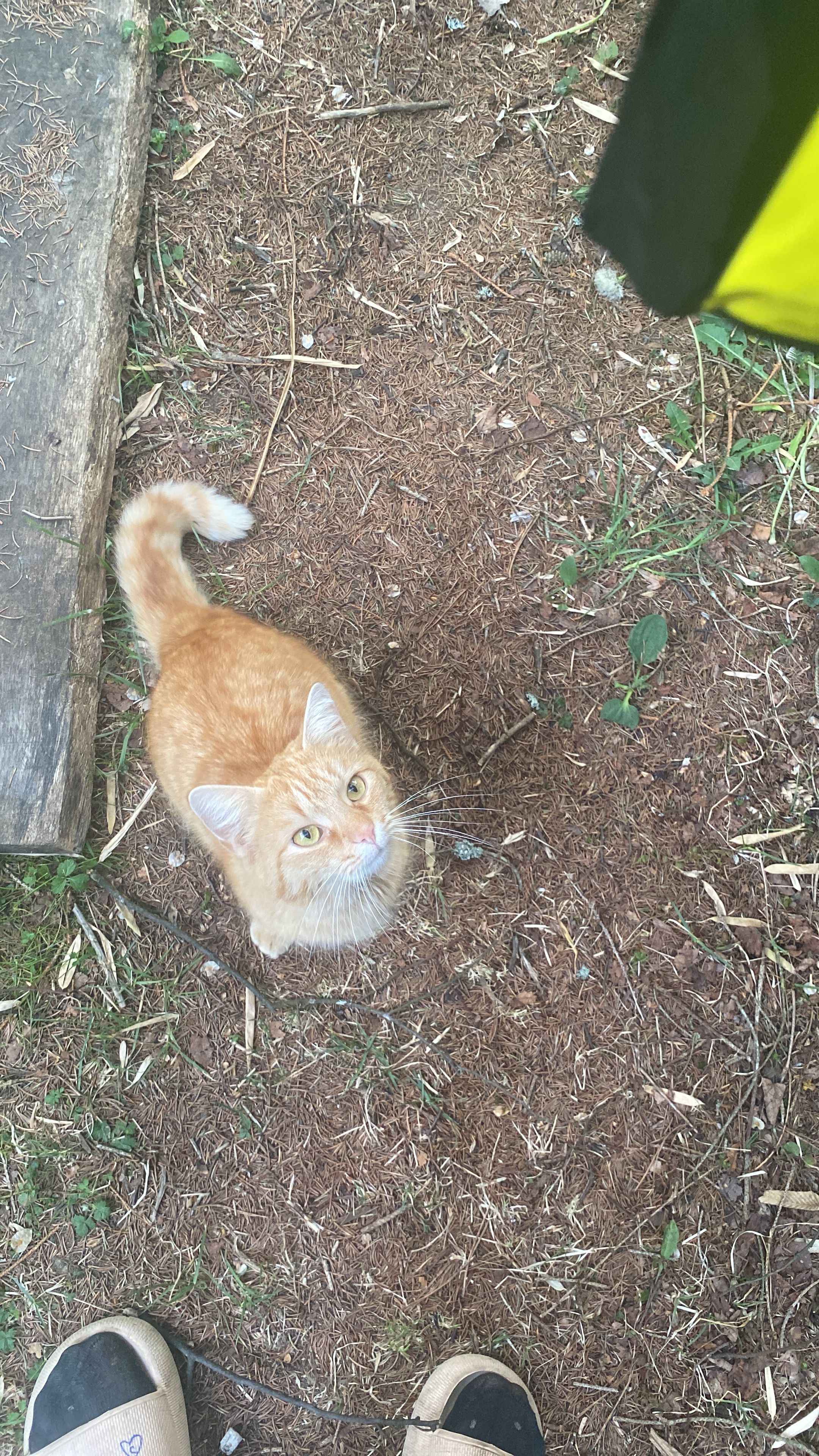 image-7