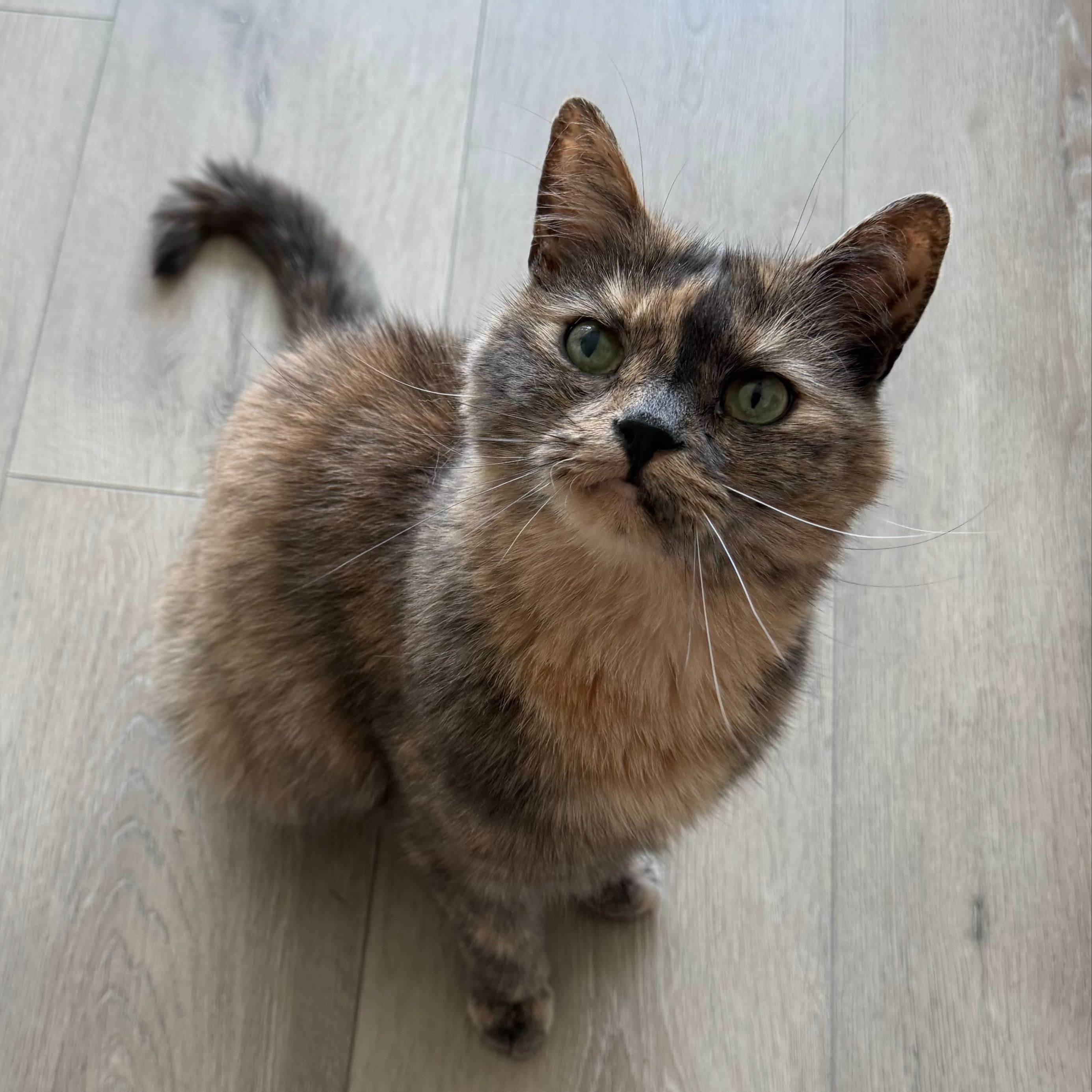 Caramel