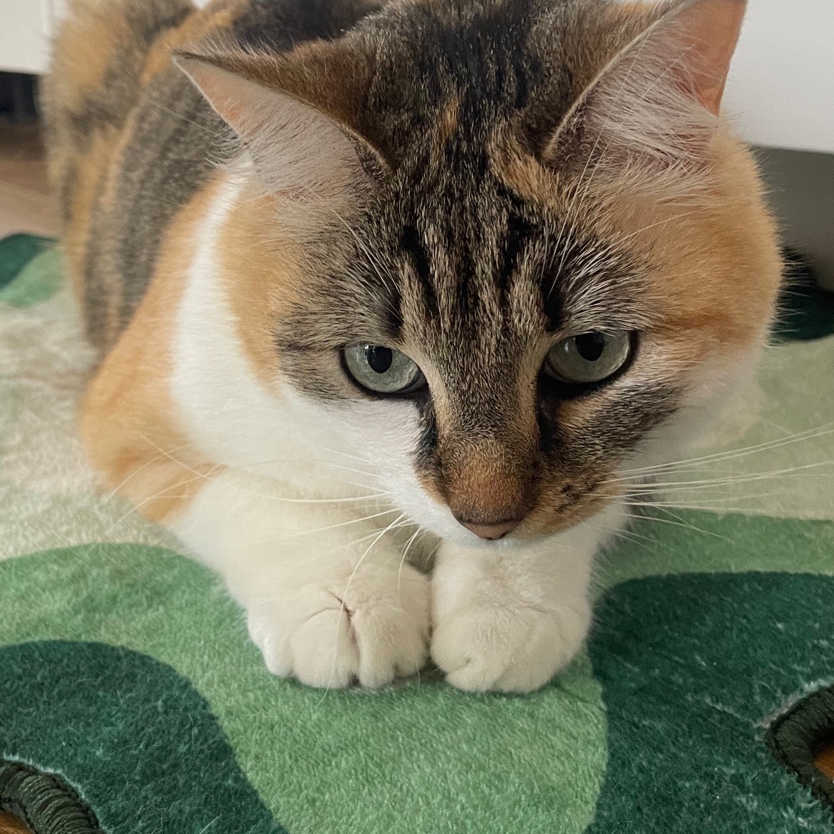 Molly