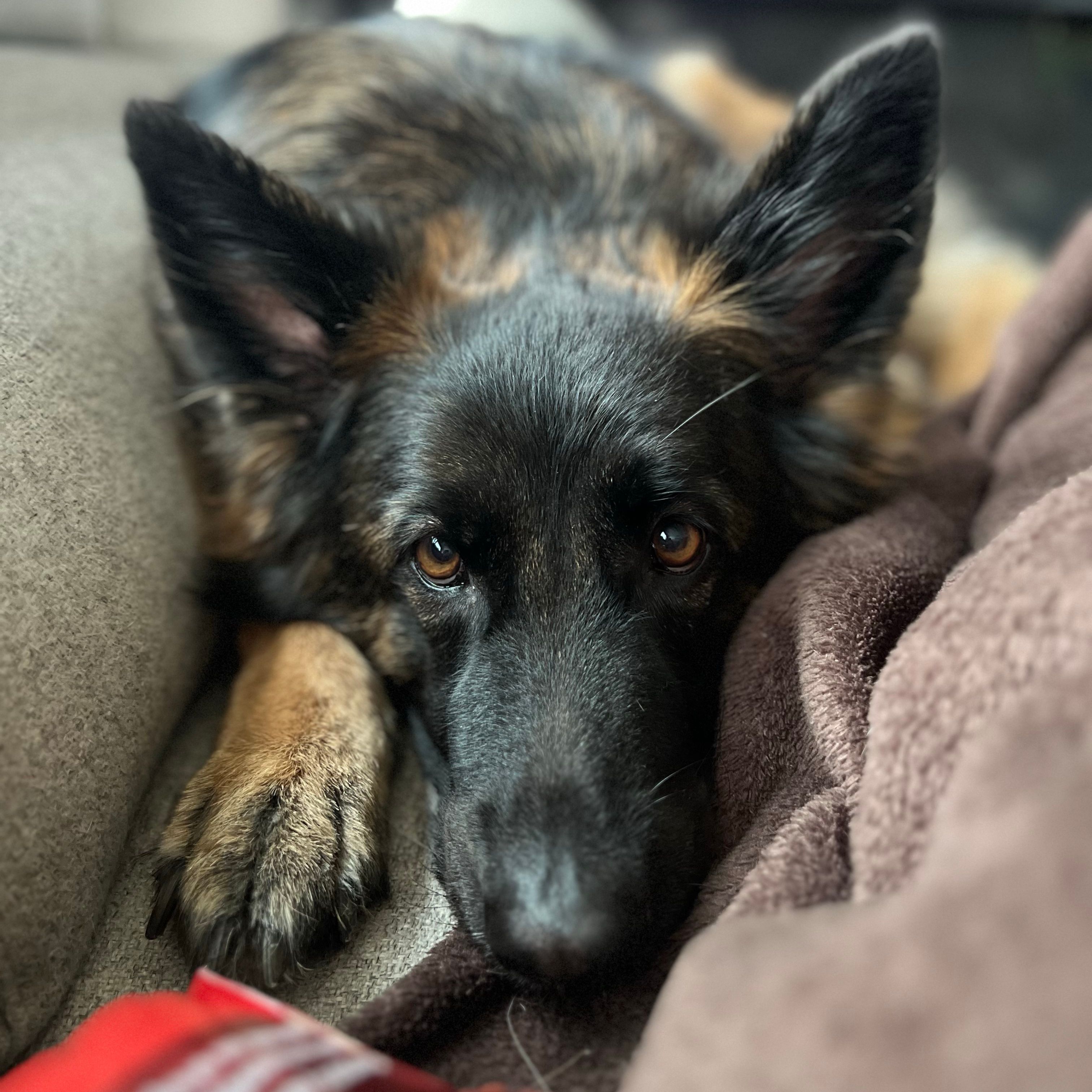 Nala