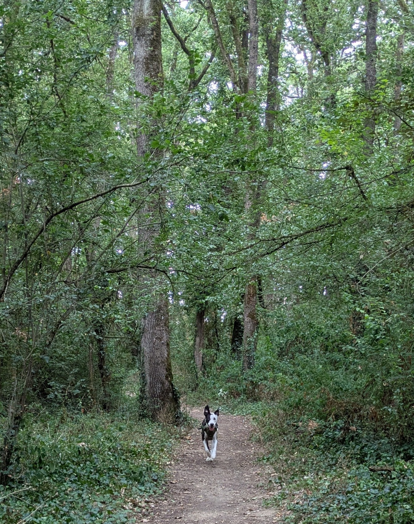 image-2