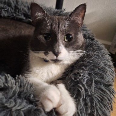 Oggy