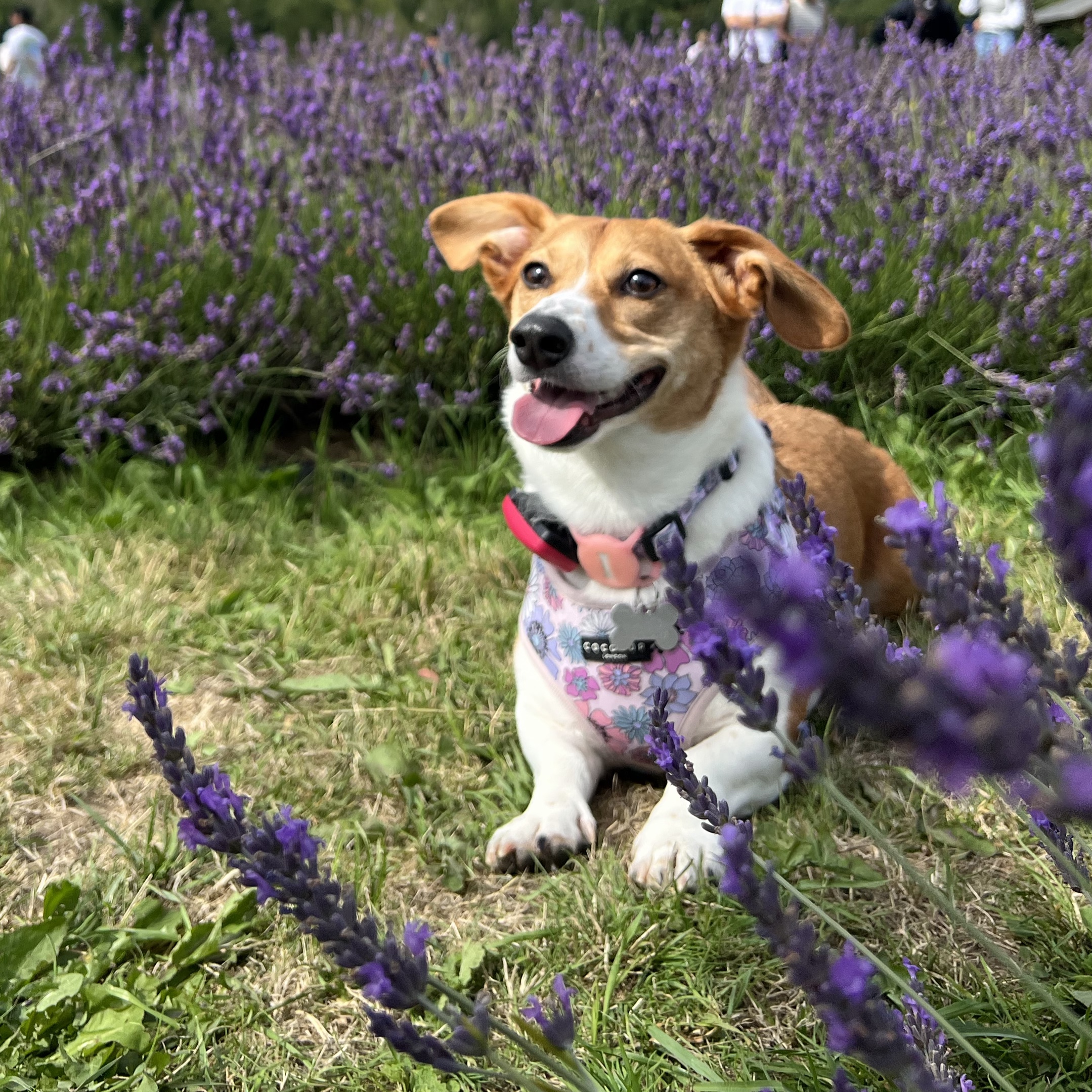 Nala