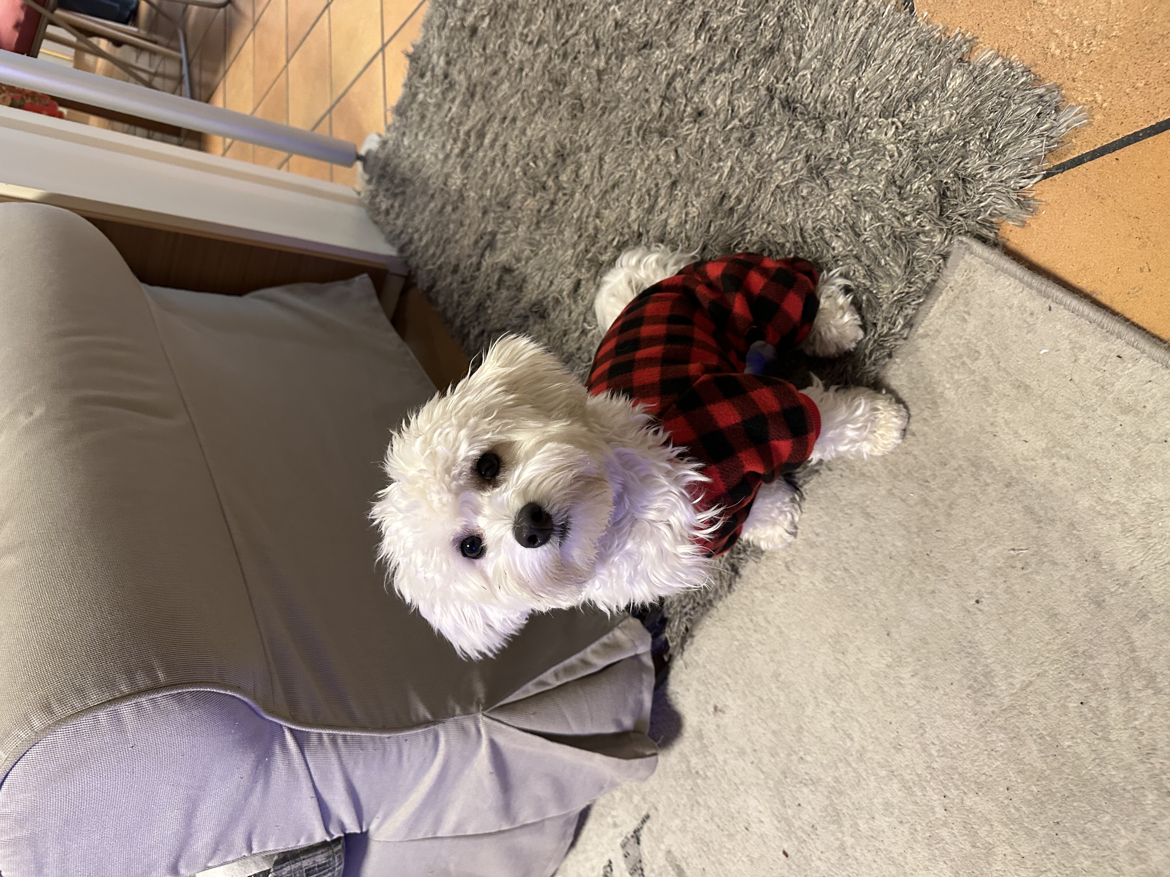 image-11