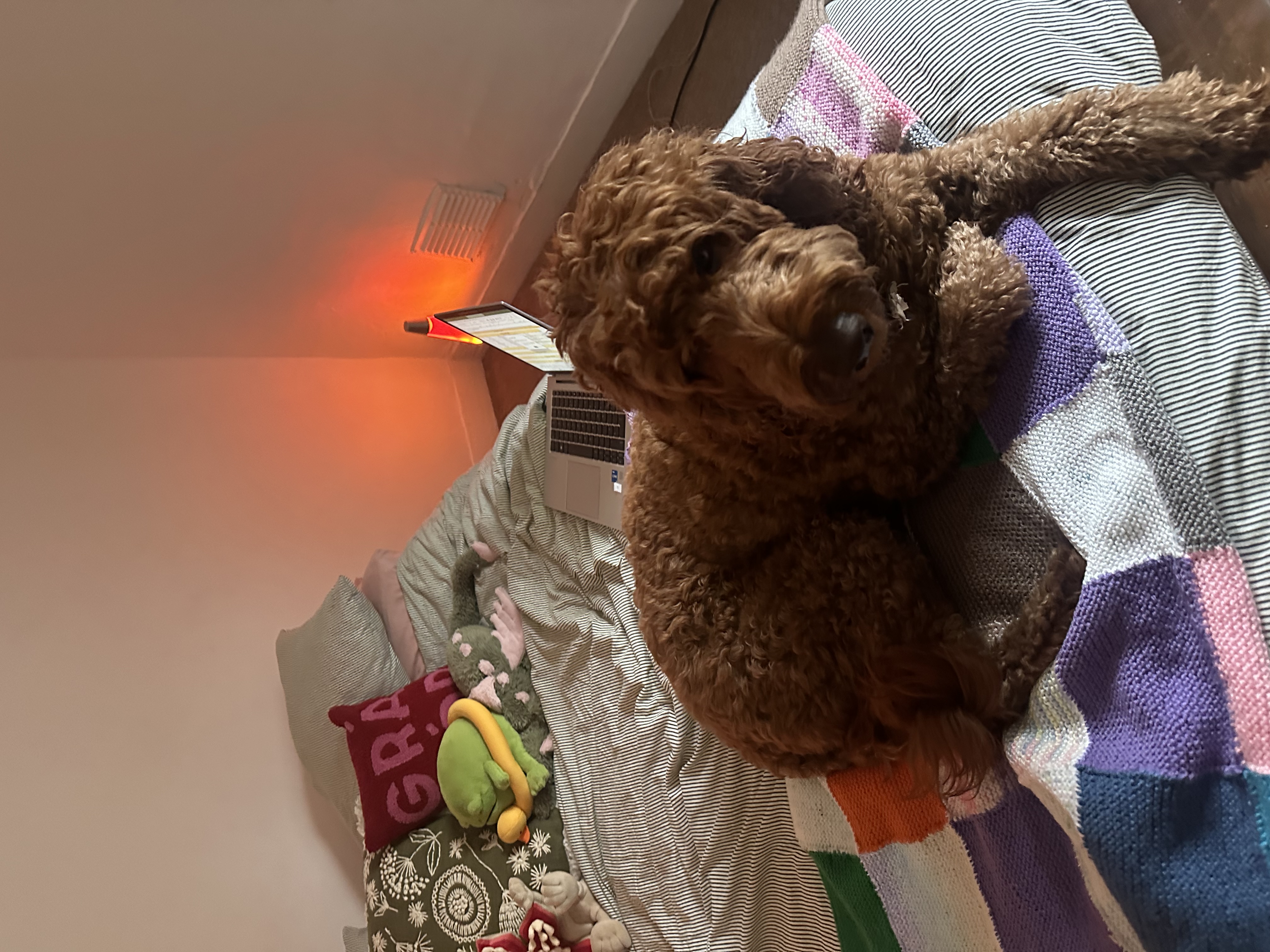 image-15