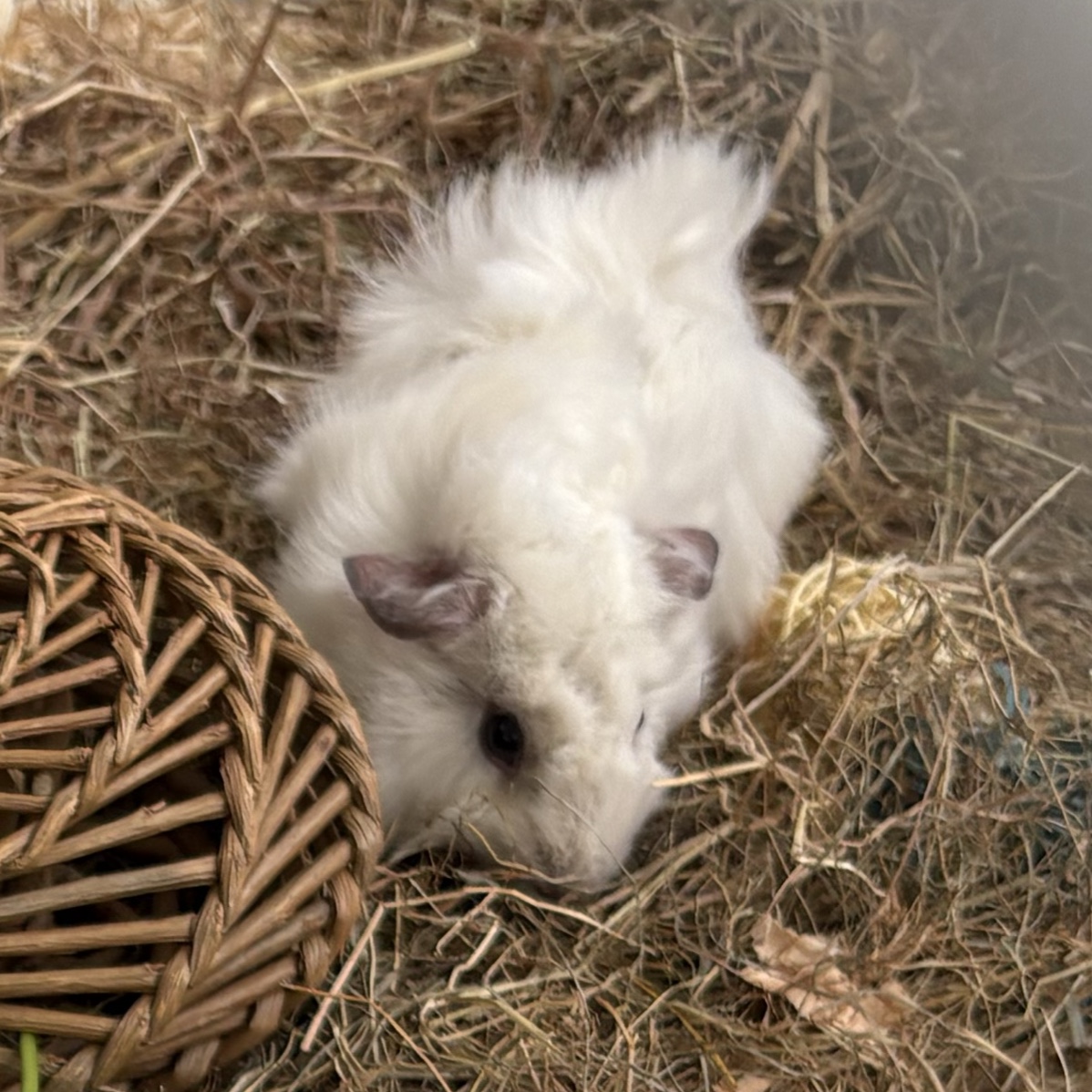 Sophie