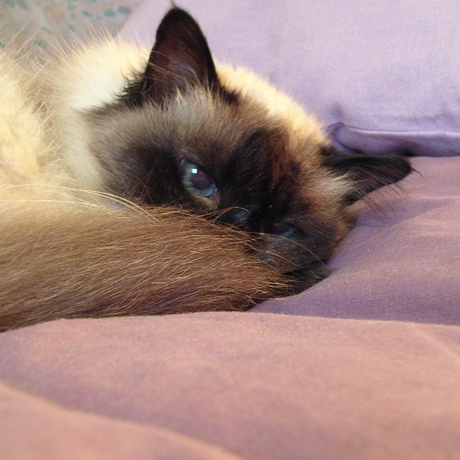 Choupette
