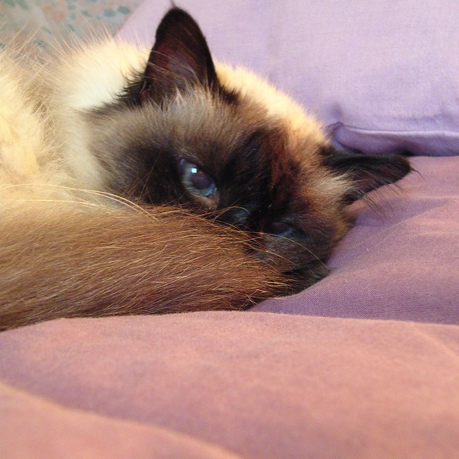 Choupette