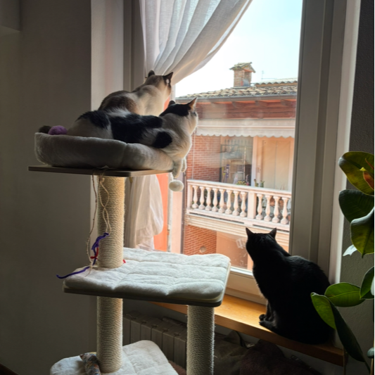 Allegra Ludovica, Lilly Caterina e Sissi Margarida