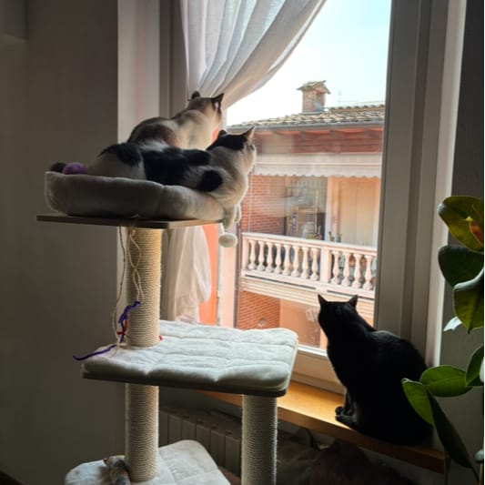 Allegra Ludovica, Lilly Caterina e Sissi Margarida
