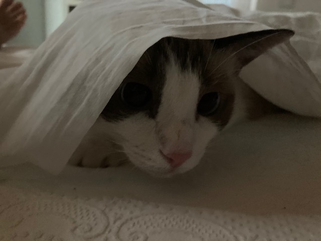 image-6