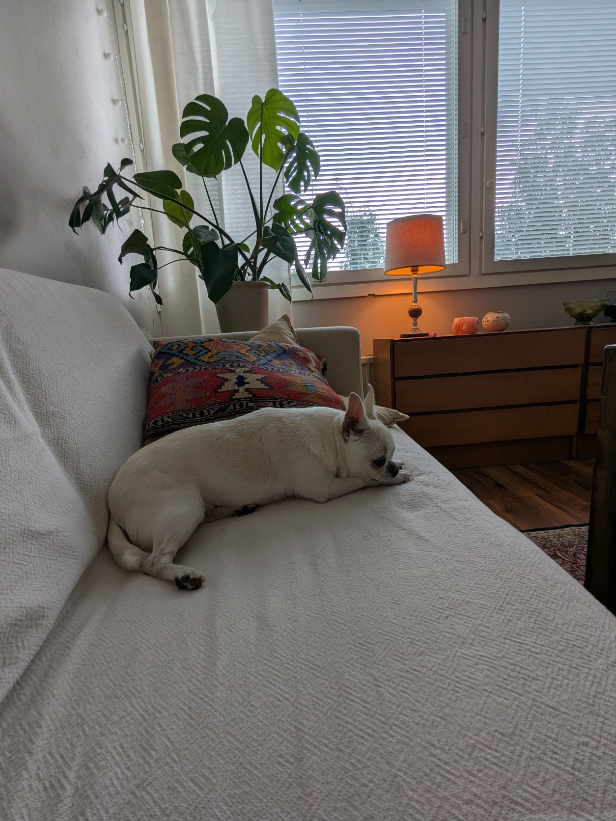 image-7