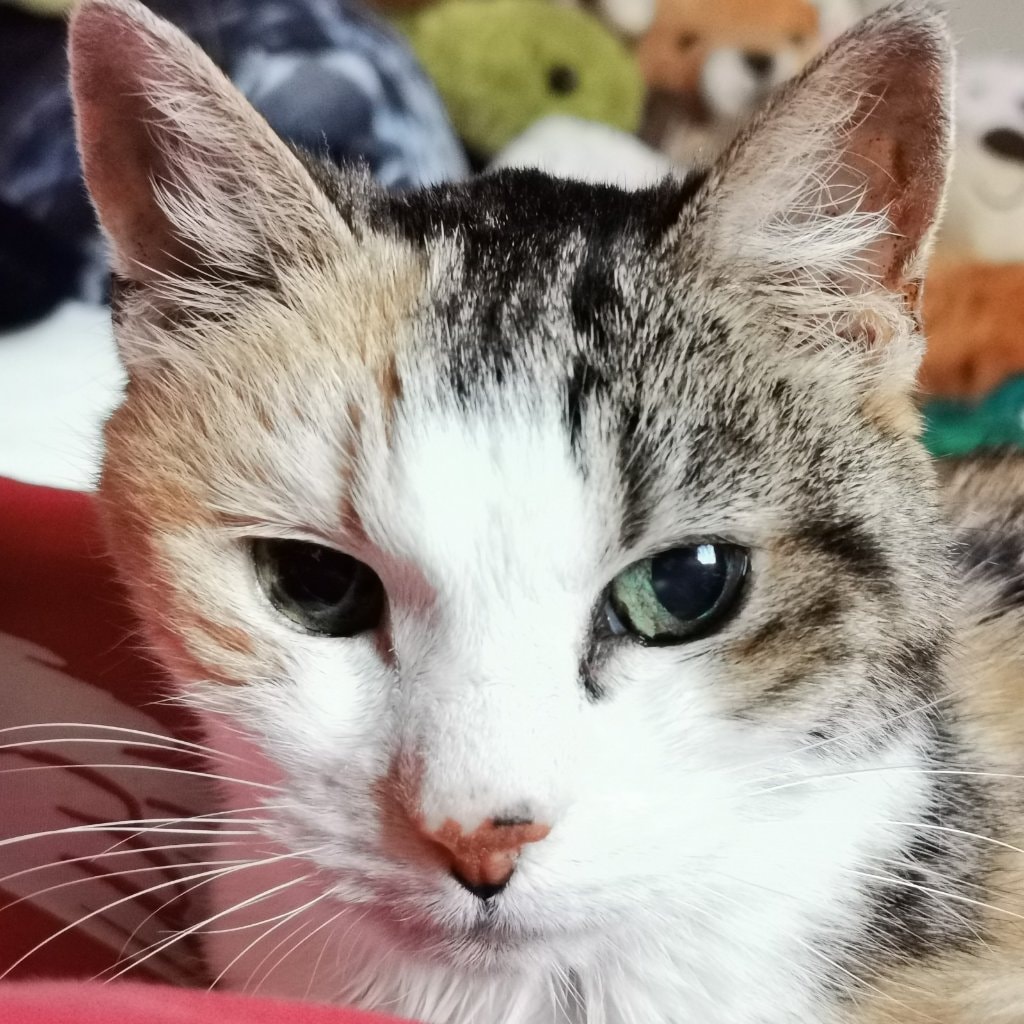 Splodge