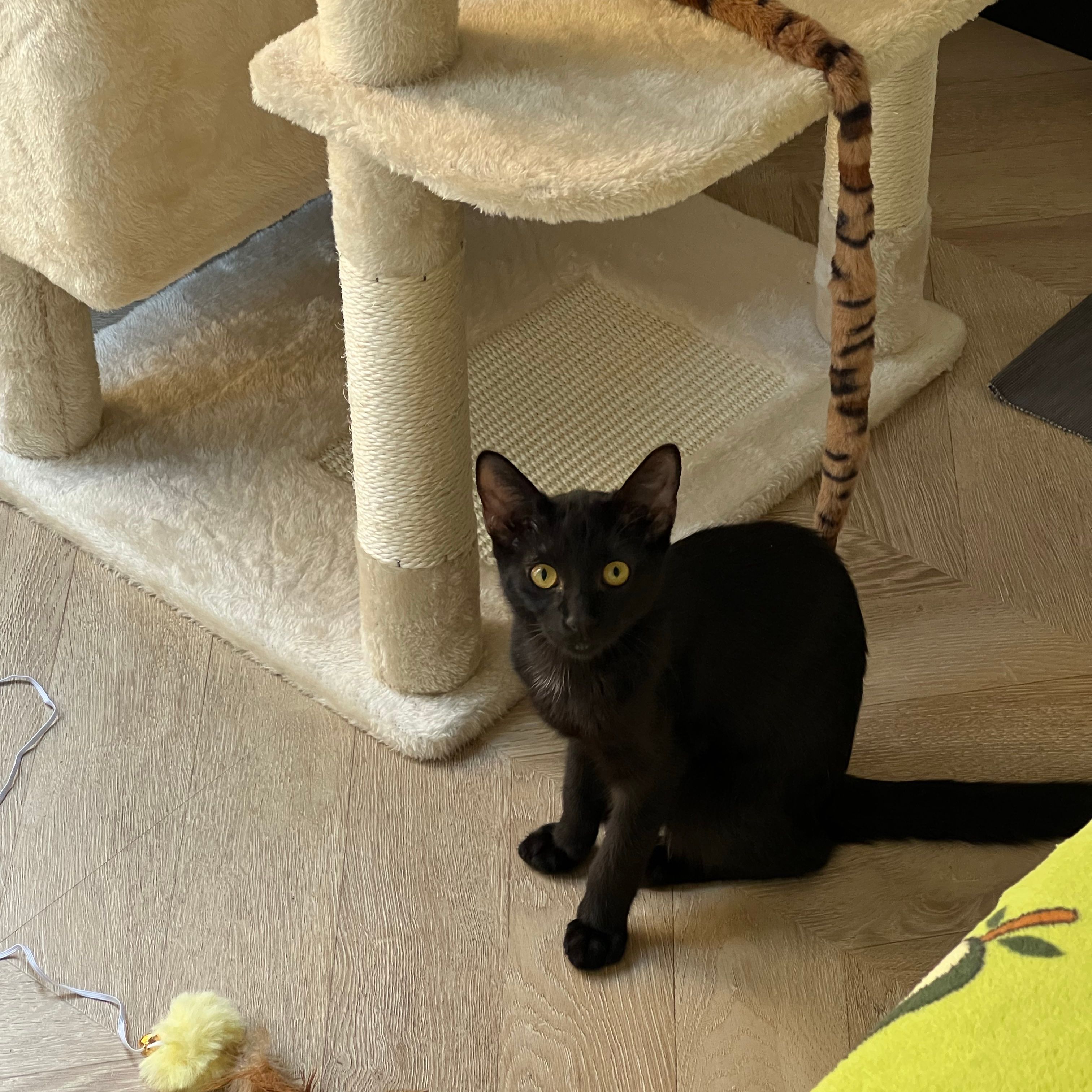 Bella