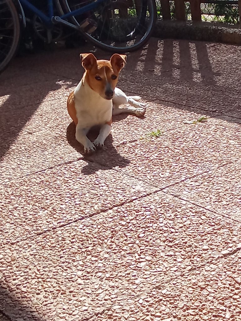 Max