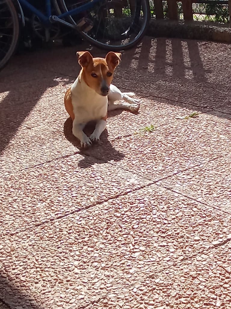 Max