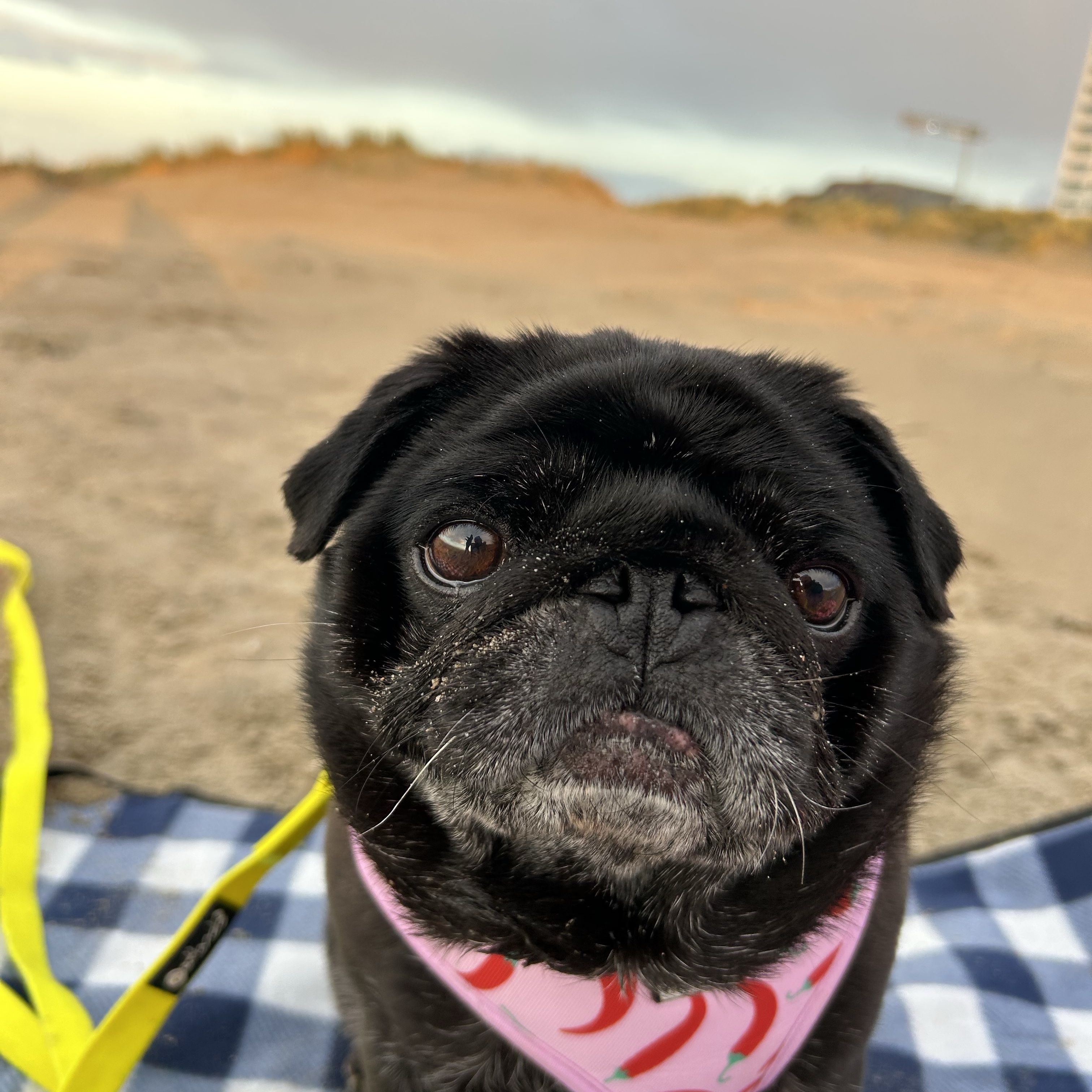 Lucy