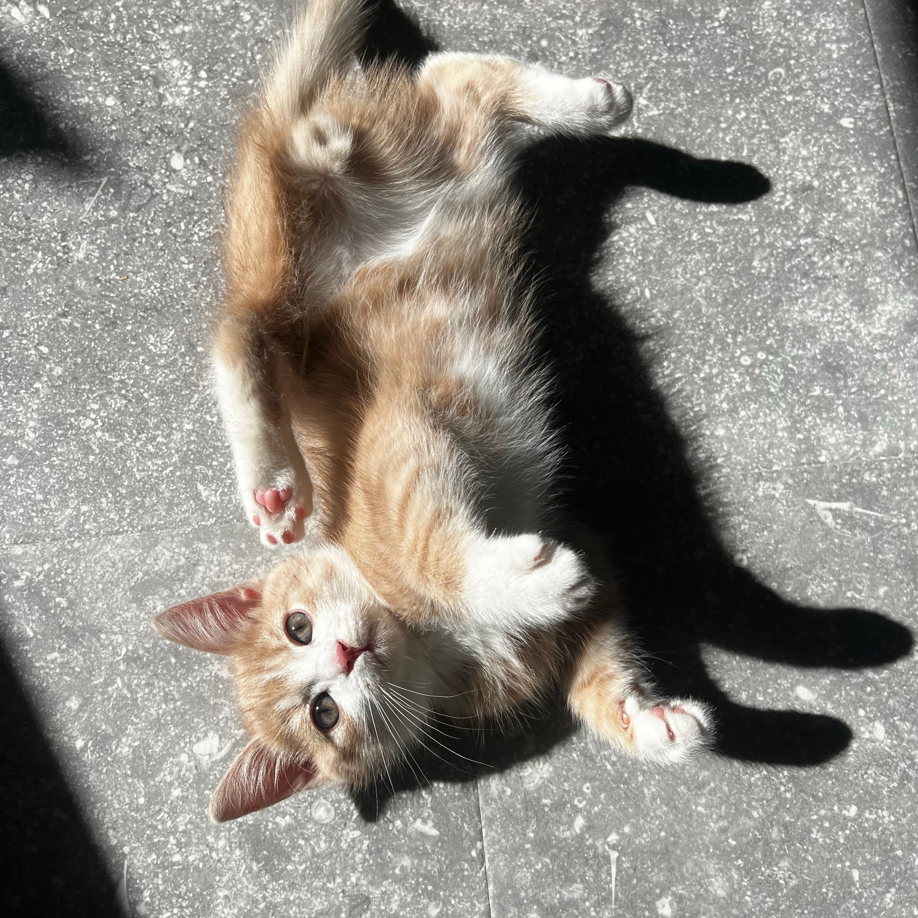 Enzo