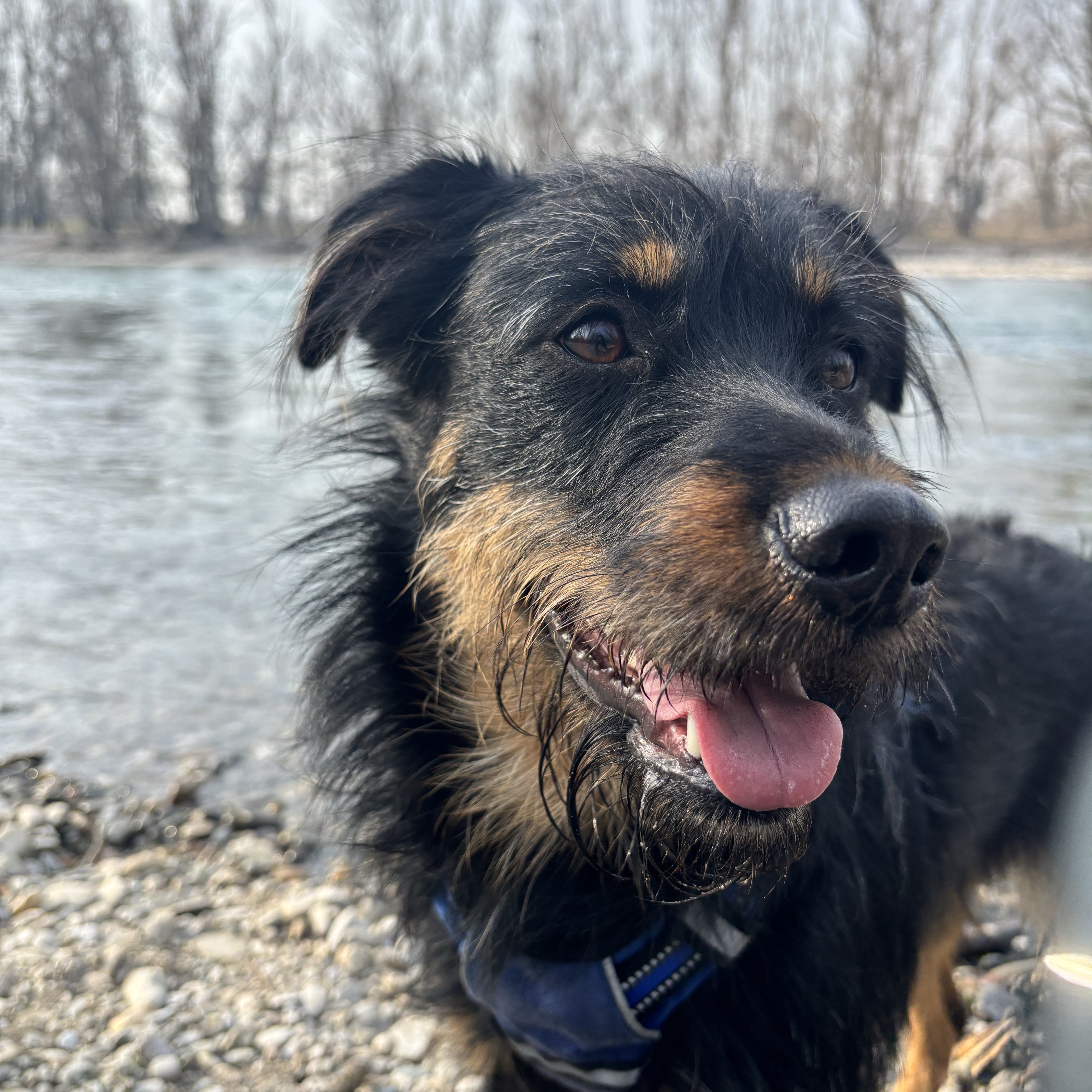 Kora