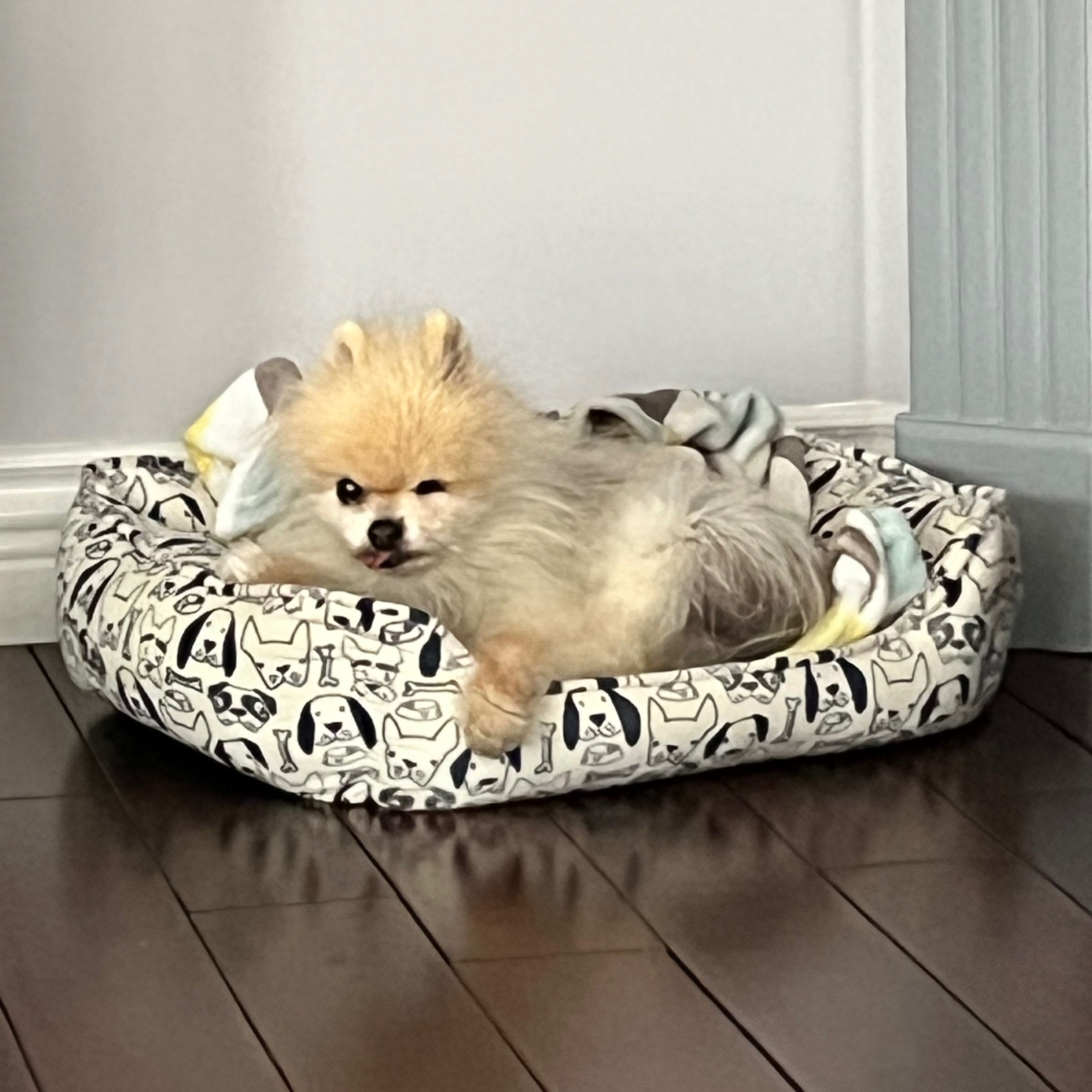 Ninja