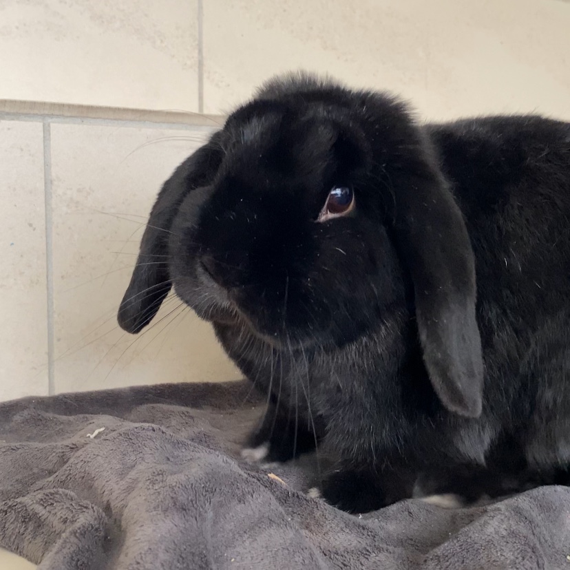 Koko