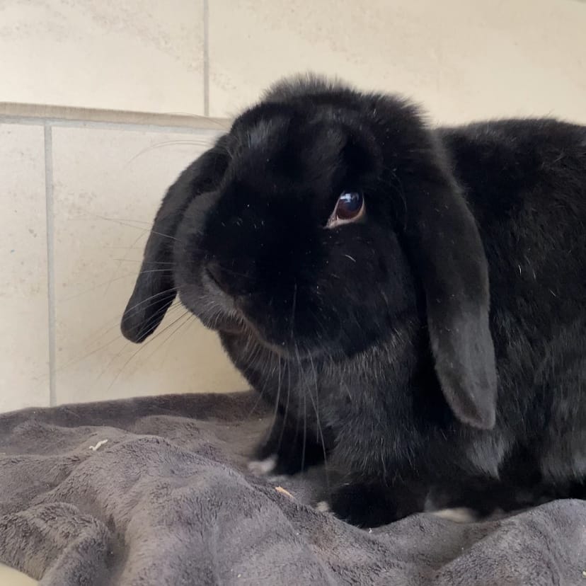 Koko