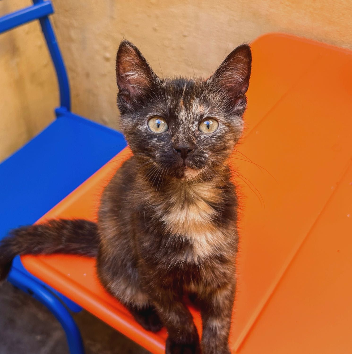 céleste