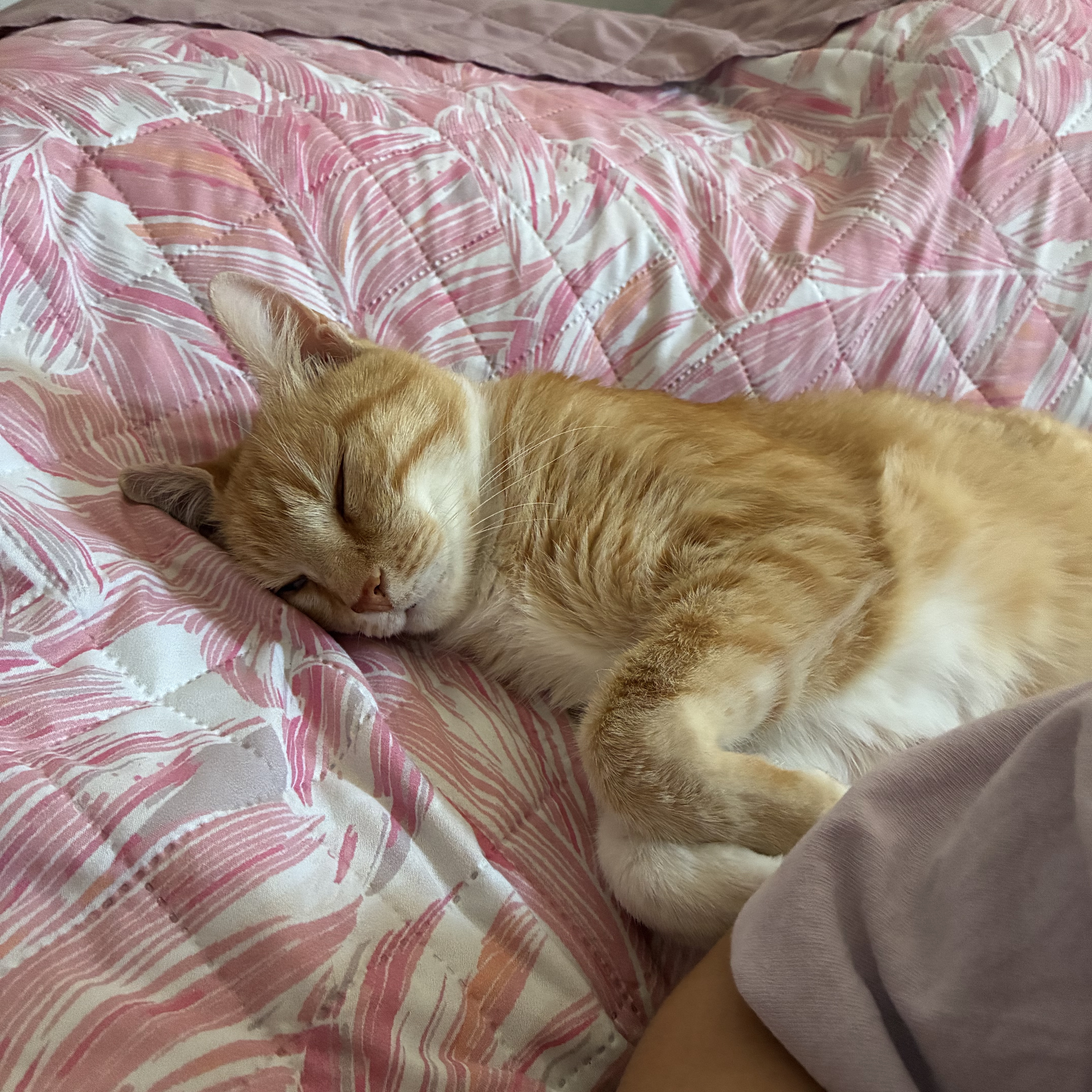 Romeo