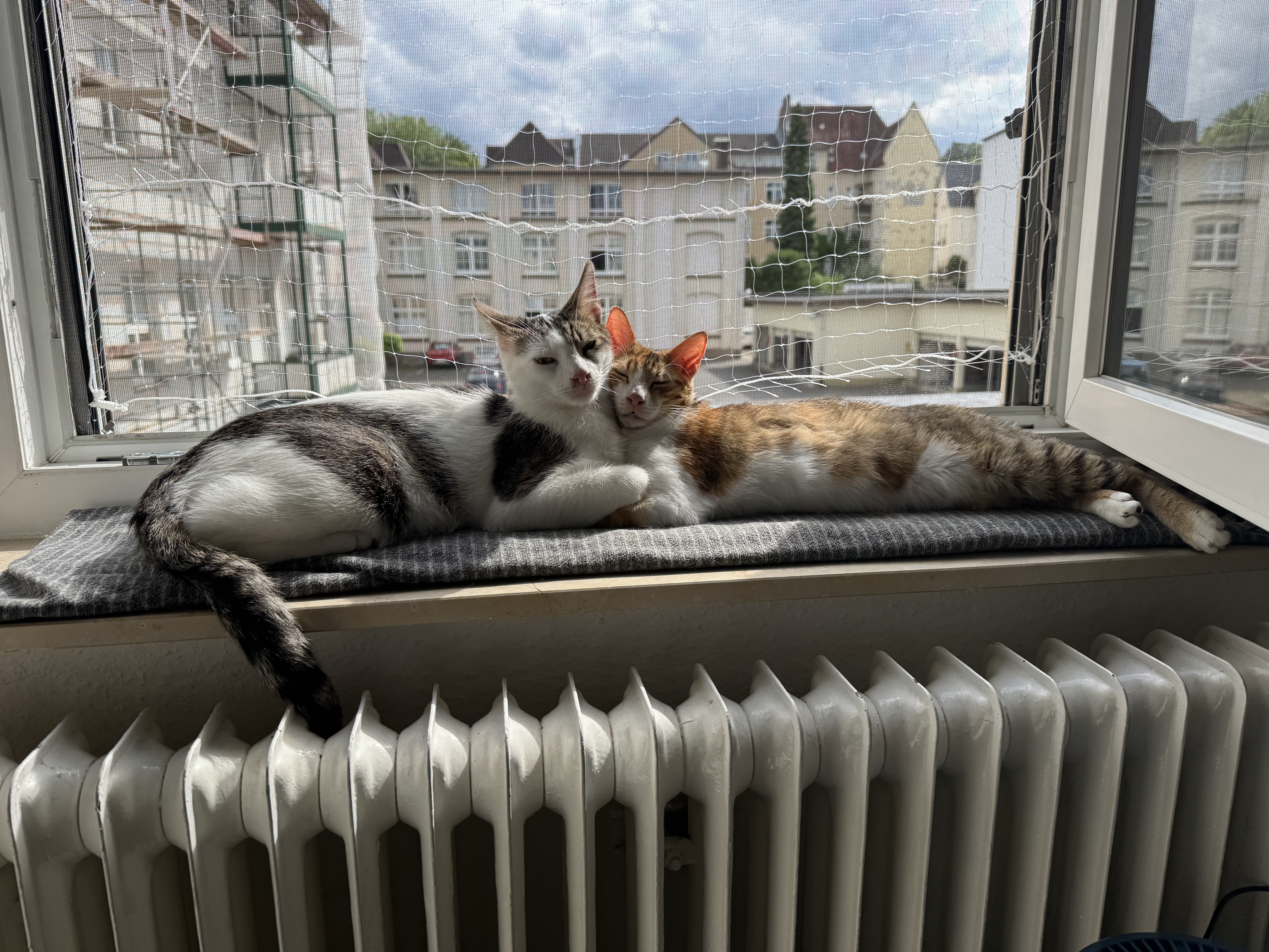 image-6