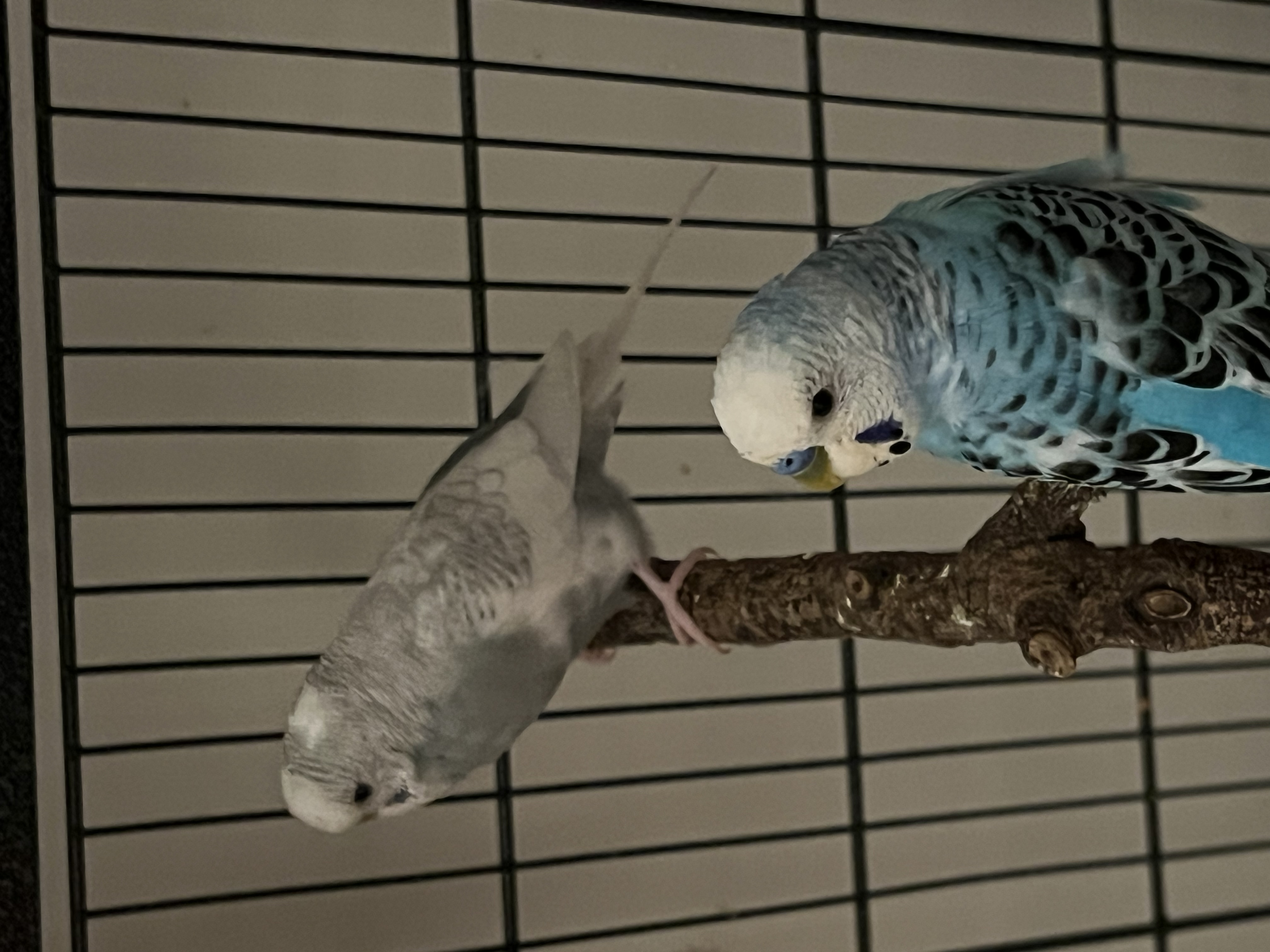 image-17