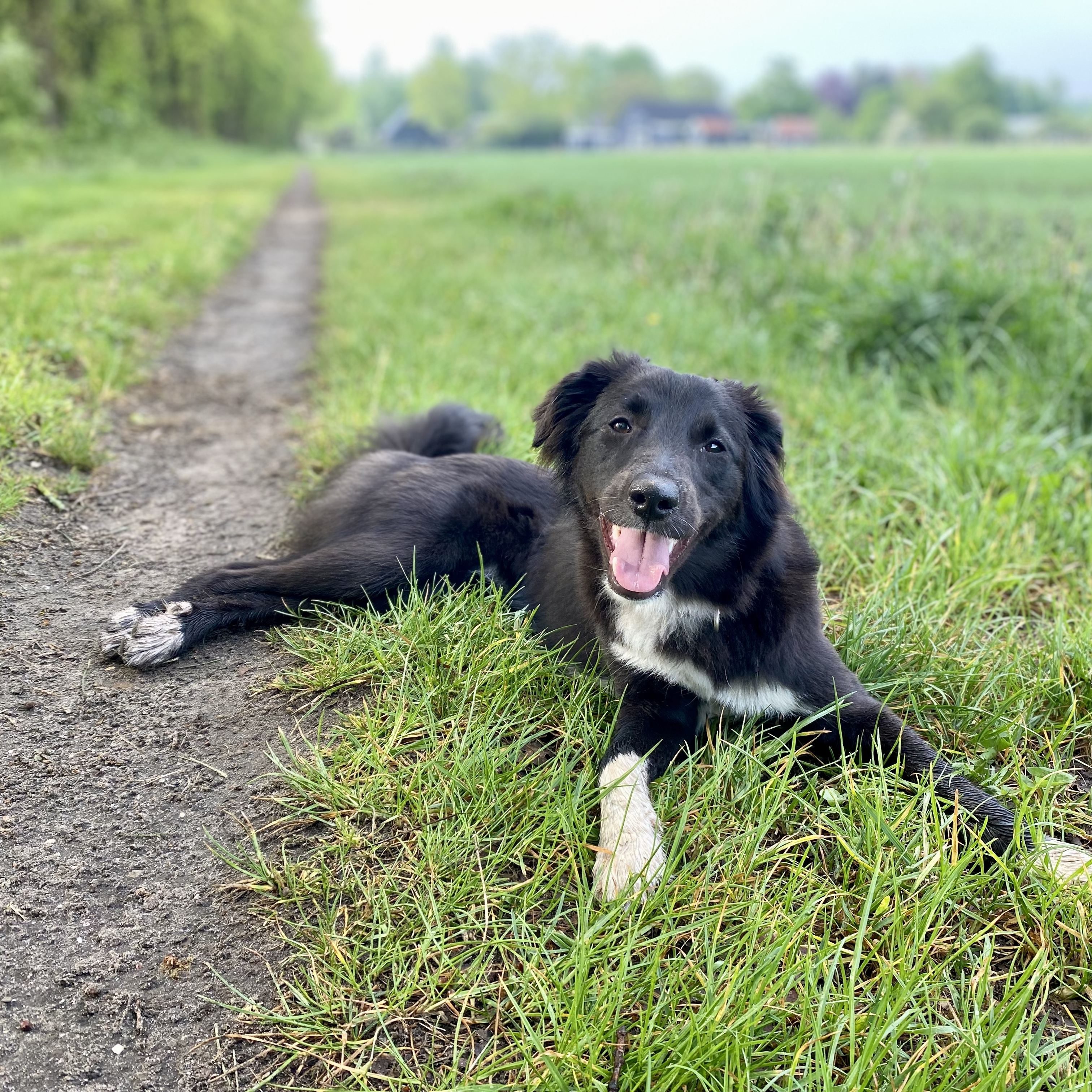 Pippa